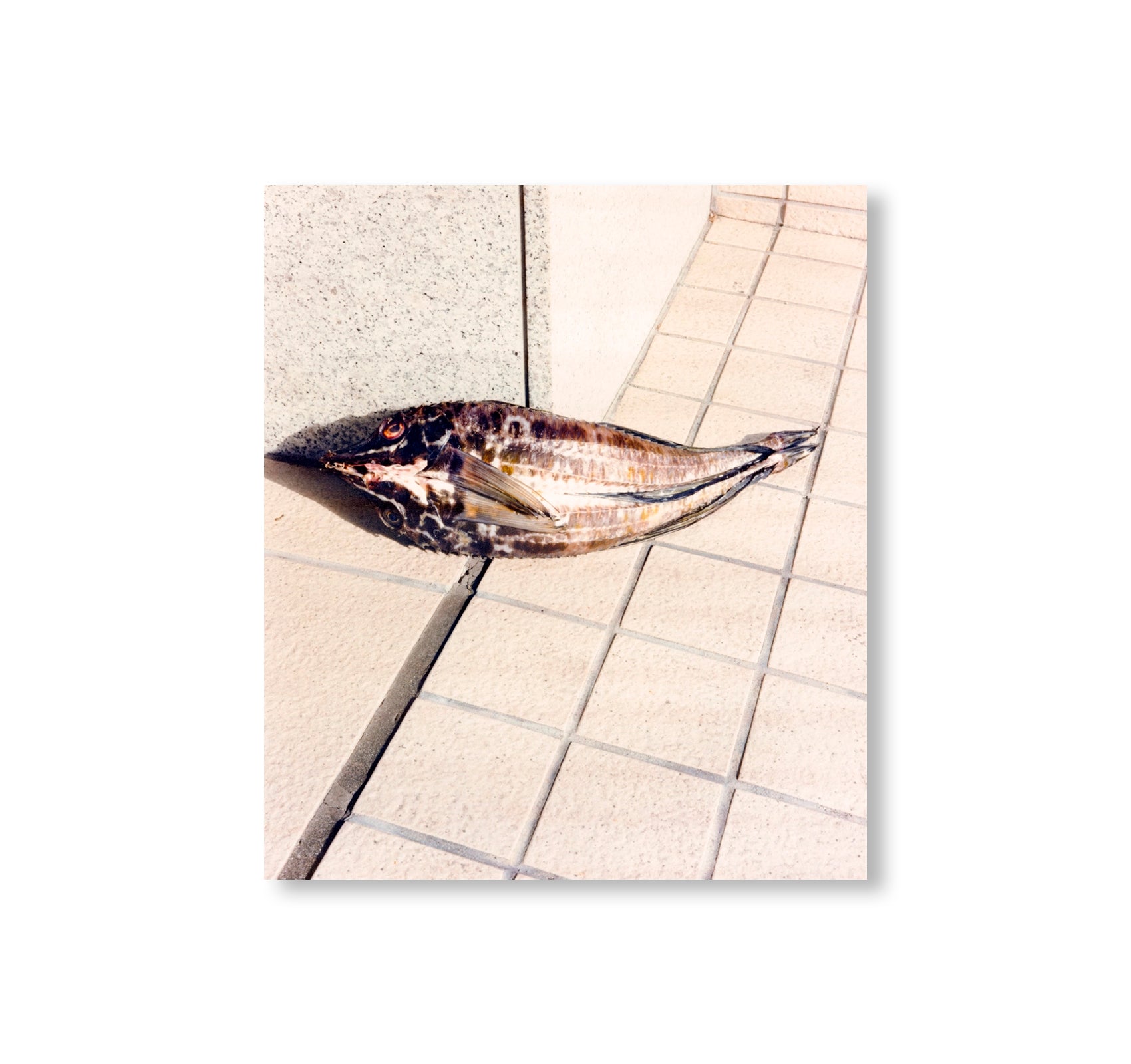 TOKYO FISHGRAPHS II by Naohiro Harada [SIGNED]
