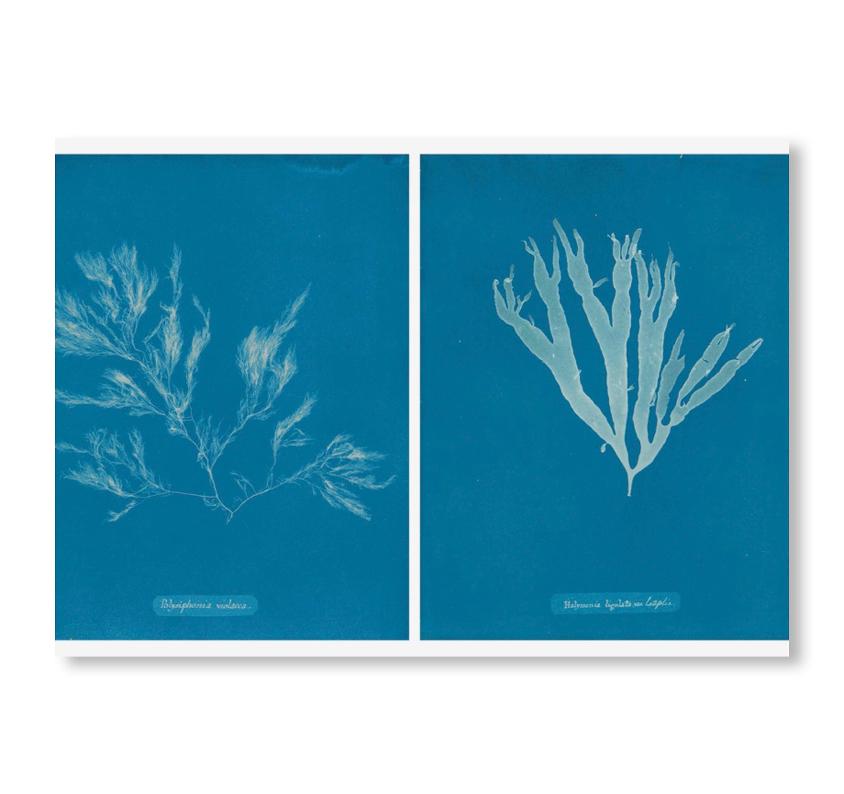 FIRST TIMES / FIRST PHOTOS by Luce Lebart