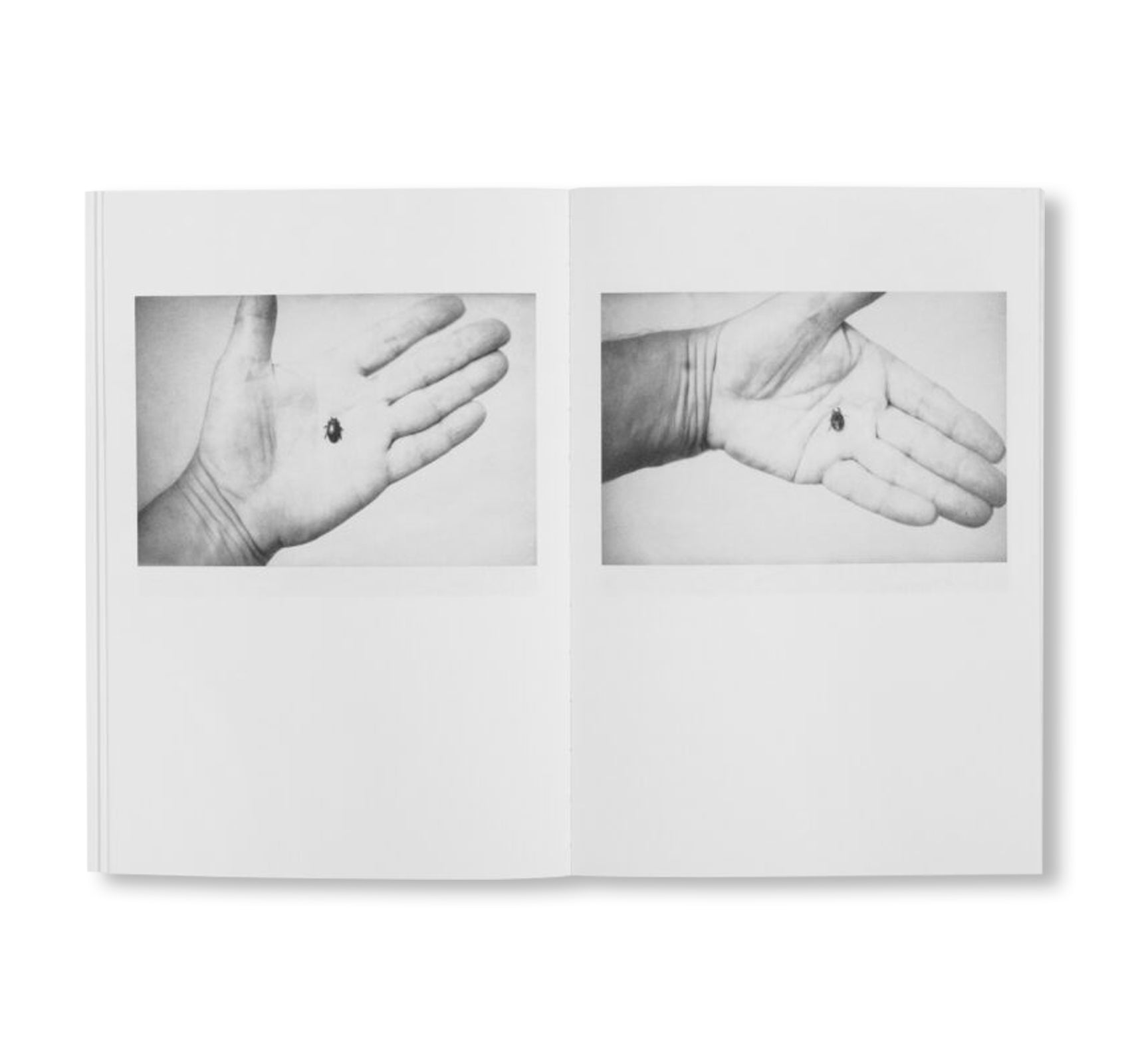 LOCAL ECOLOGY. MOULIN DES RIBES by Jochen Lempert