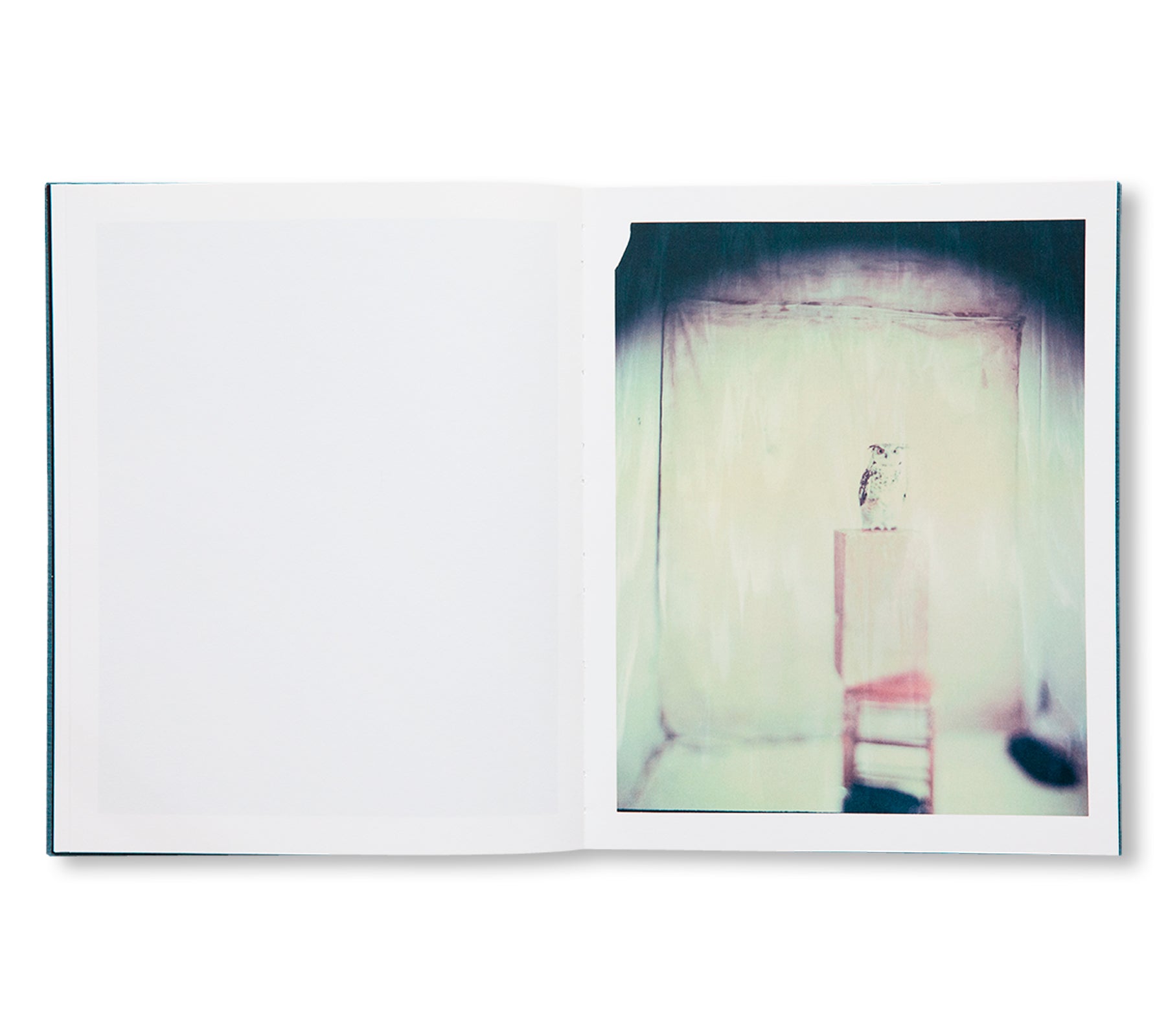 DES OISEAUX - PAOLO ROVERSI by Paolo Roversi