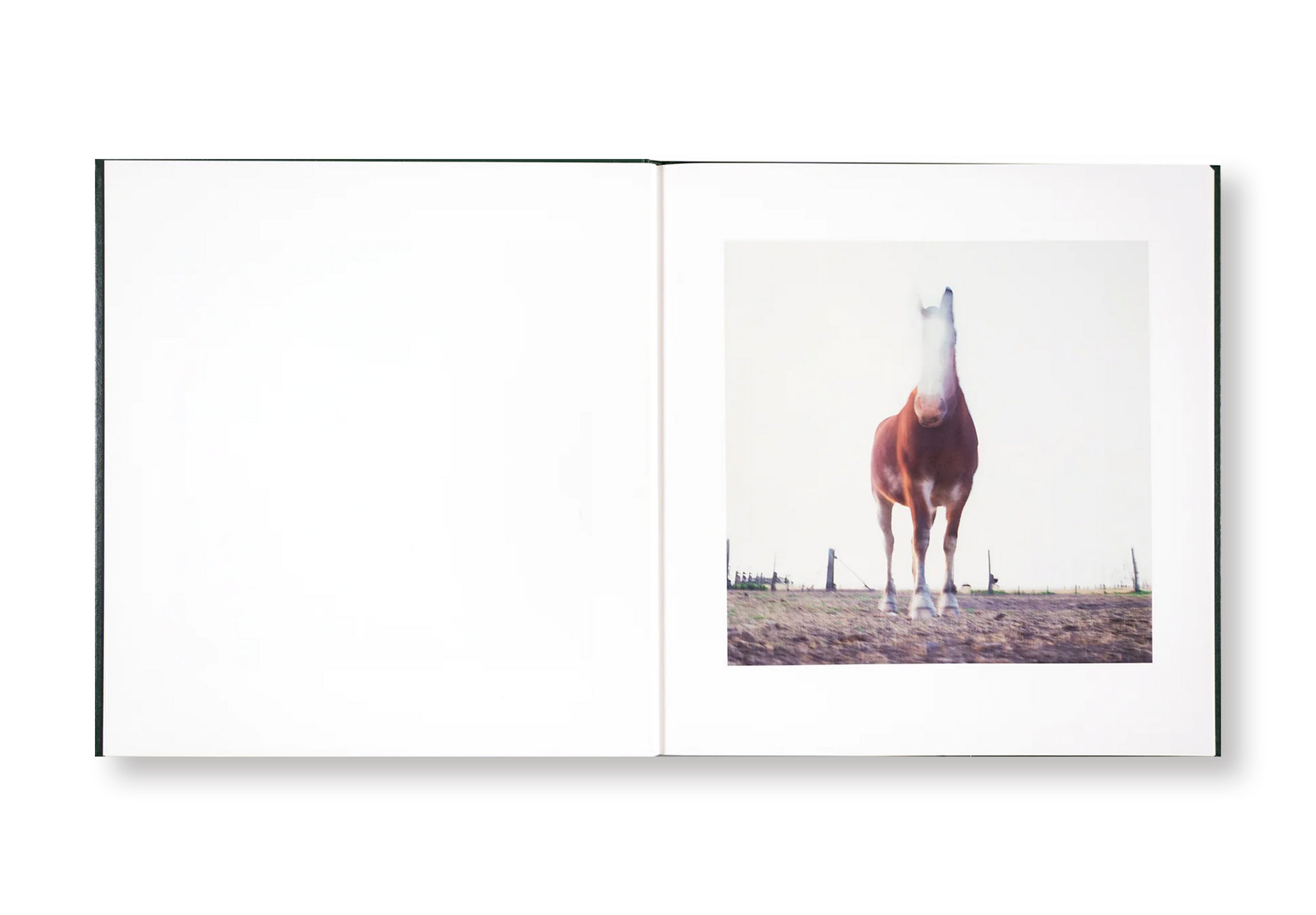 ON THE SIXTH DAY by Alessandra Sanguinetti  [SIGNED]