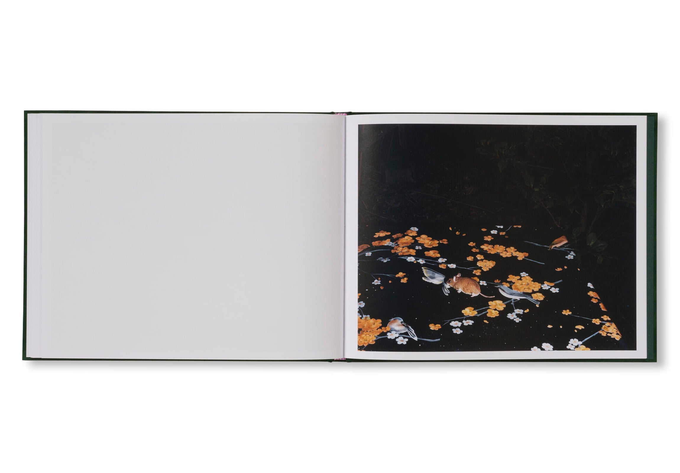 PLATES I-XXXI by Lia Darjes