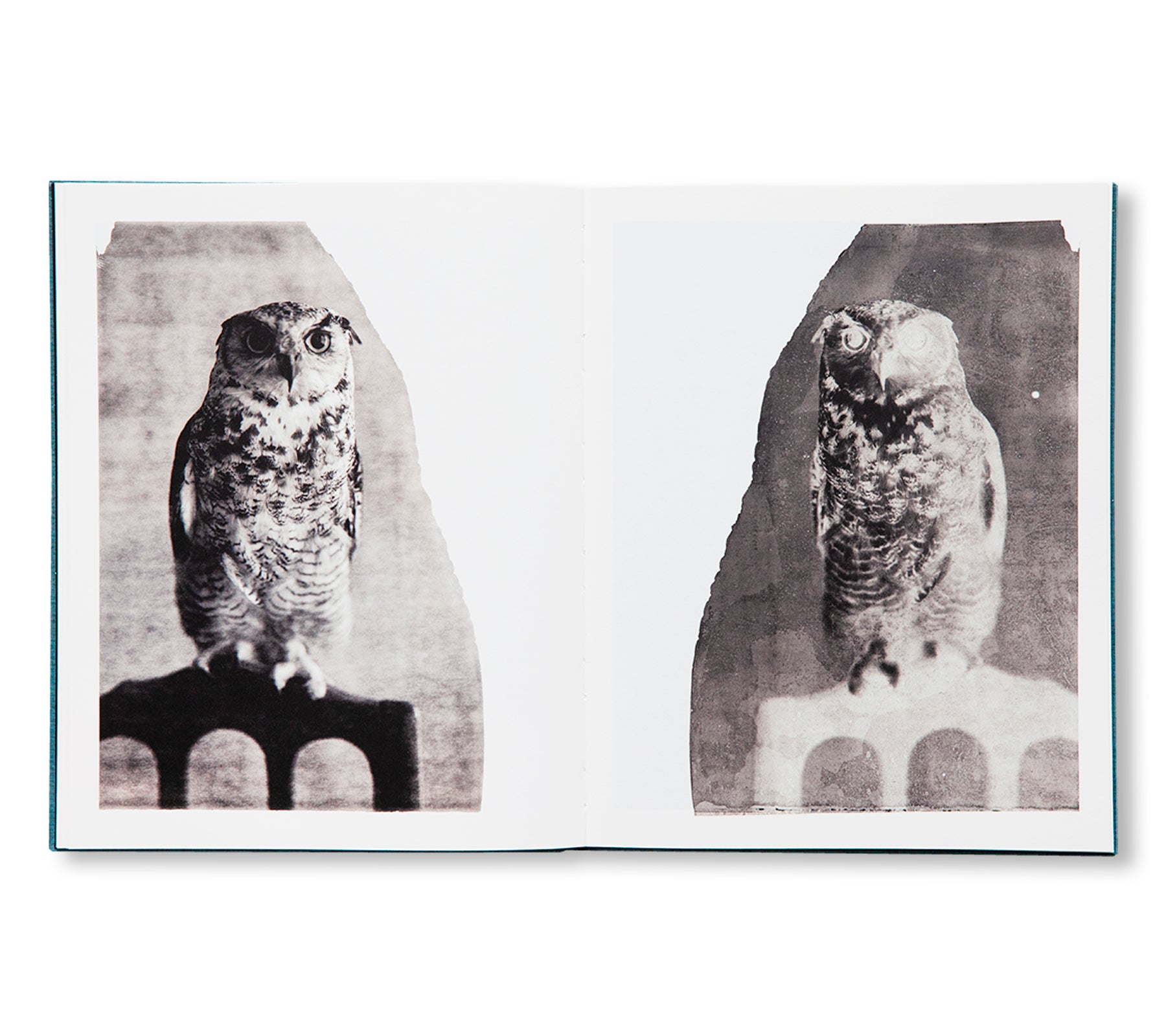 DES OISEAUX - PAOLO ROVERSI by Paolo Roversi