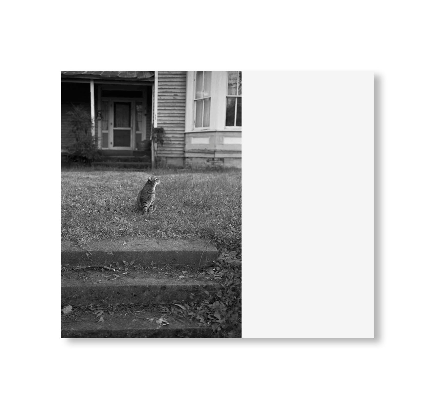 LOW FI CATS by Mark Steinmetz [SIGNED]