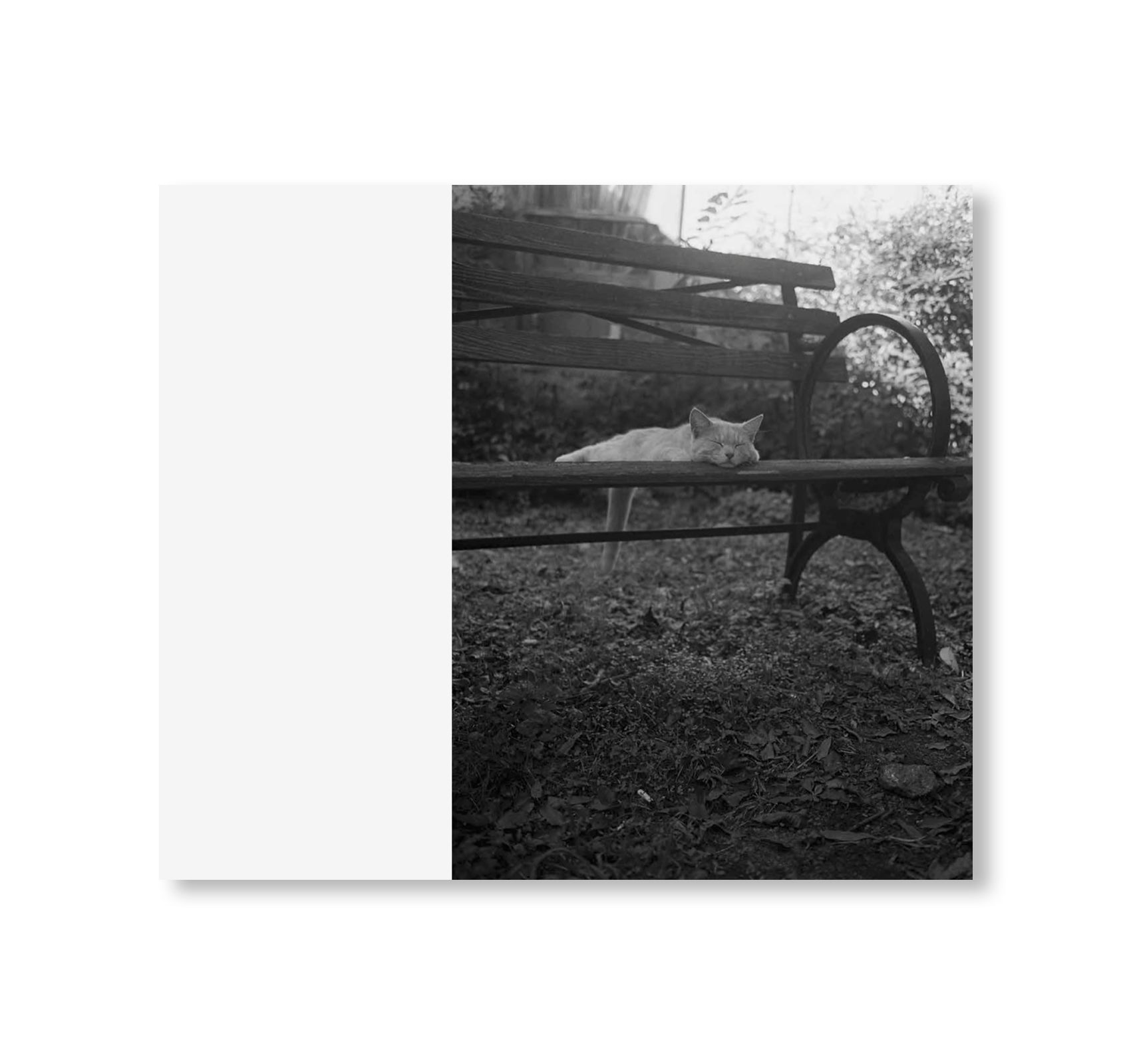 LOW FI CATS by Mark Steinmetz [SIGNED]