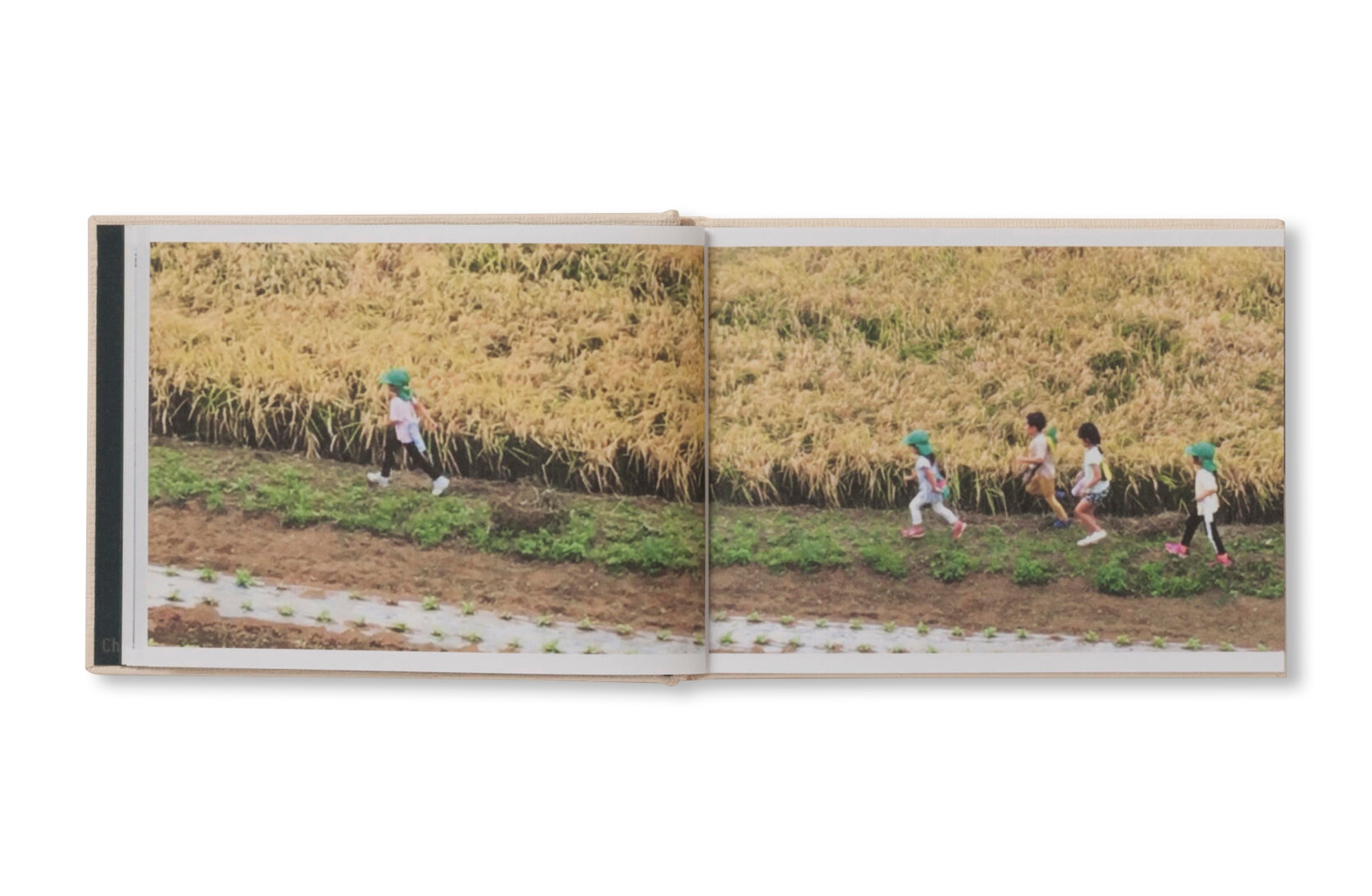 SCREENSHOTS FROM A SERIES OF VIDEOS ABOUT A RICE FIELD AND ITS SURROUNDINGS by Cintia Tortosa Santisteban