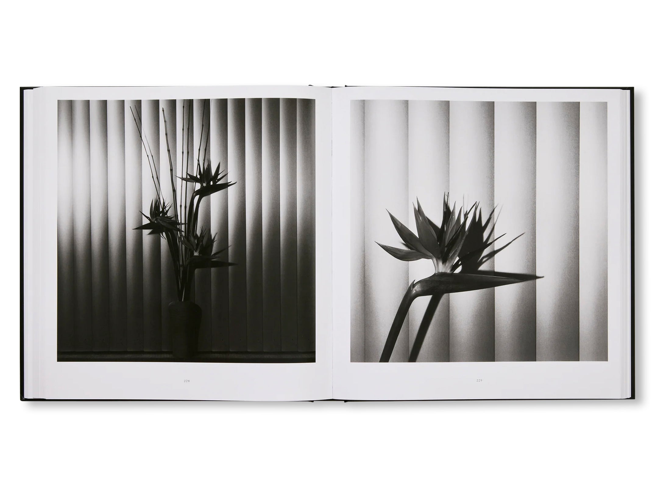 MAPPLETHORPE FLORA: THE COMPLETE FLOWERS by Robert Mapplethorpe