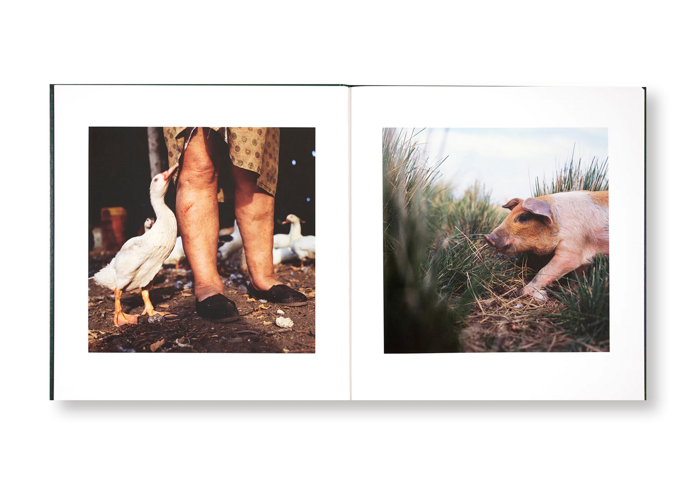 ON THE SIXTH DAY by Alessandra Sanguinetti  [SIGNED]