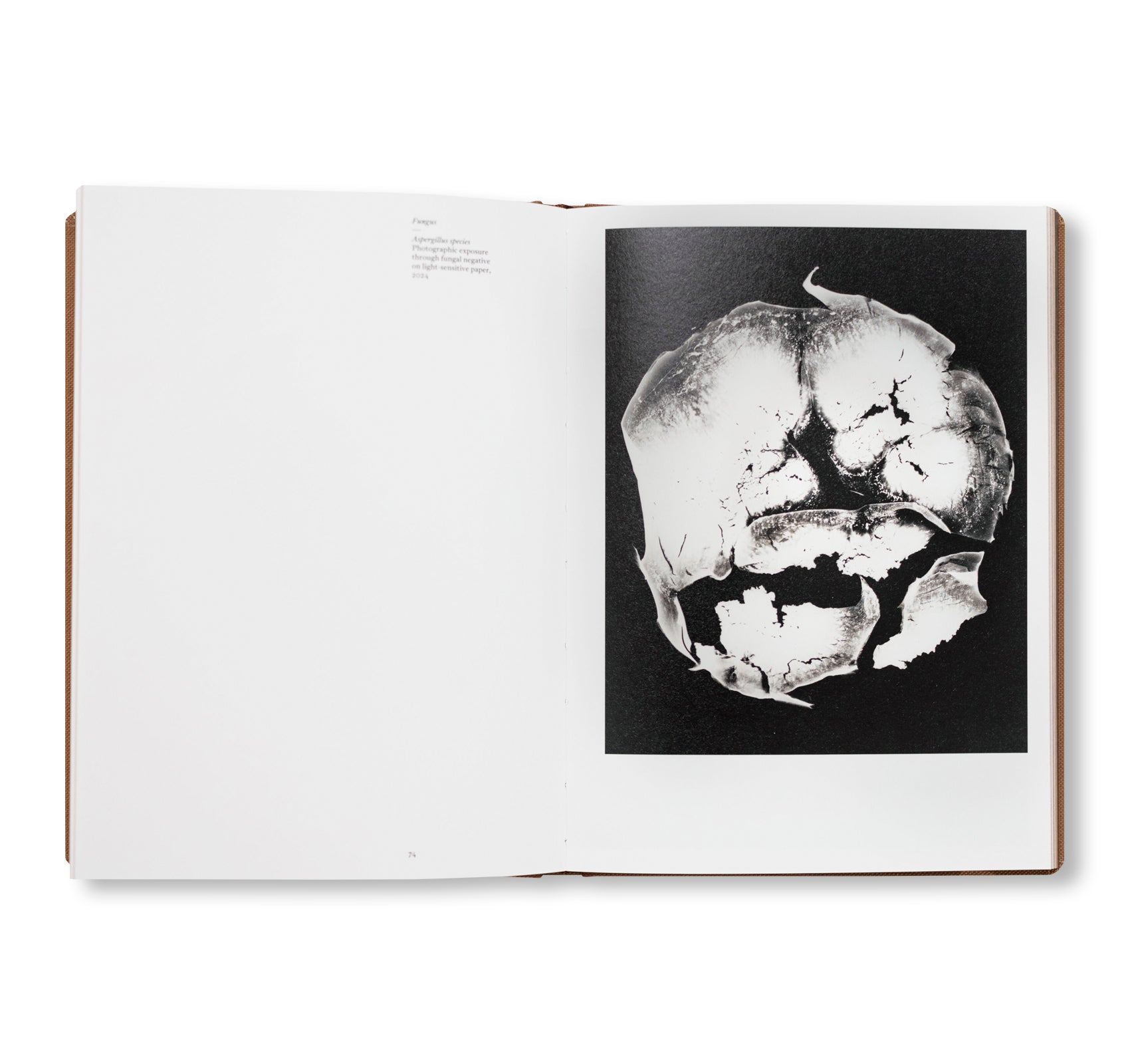 FUNGI by Nicolai Howalt