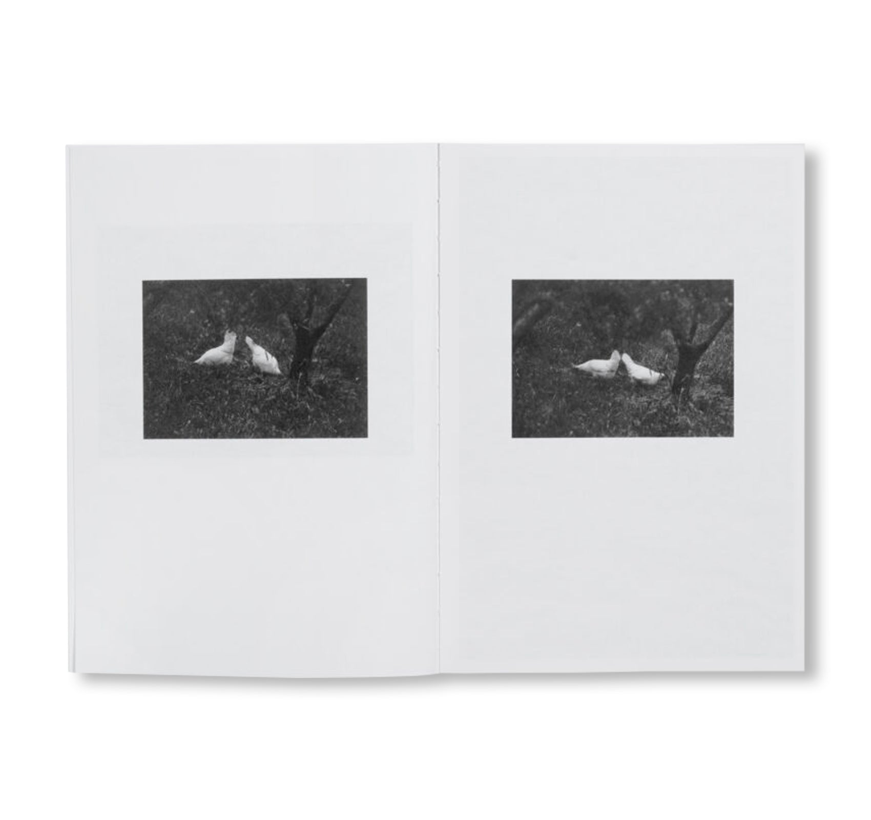 LOCAL ECOLOGY. MOULIN DES RIBES by Jochen Lempert