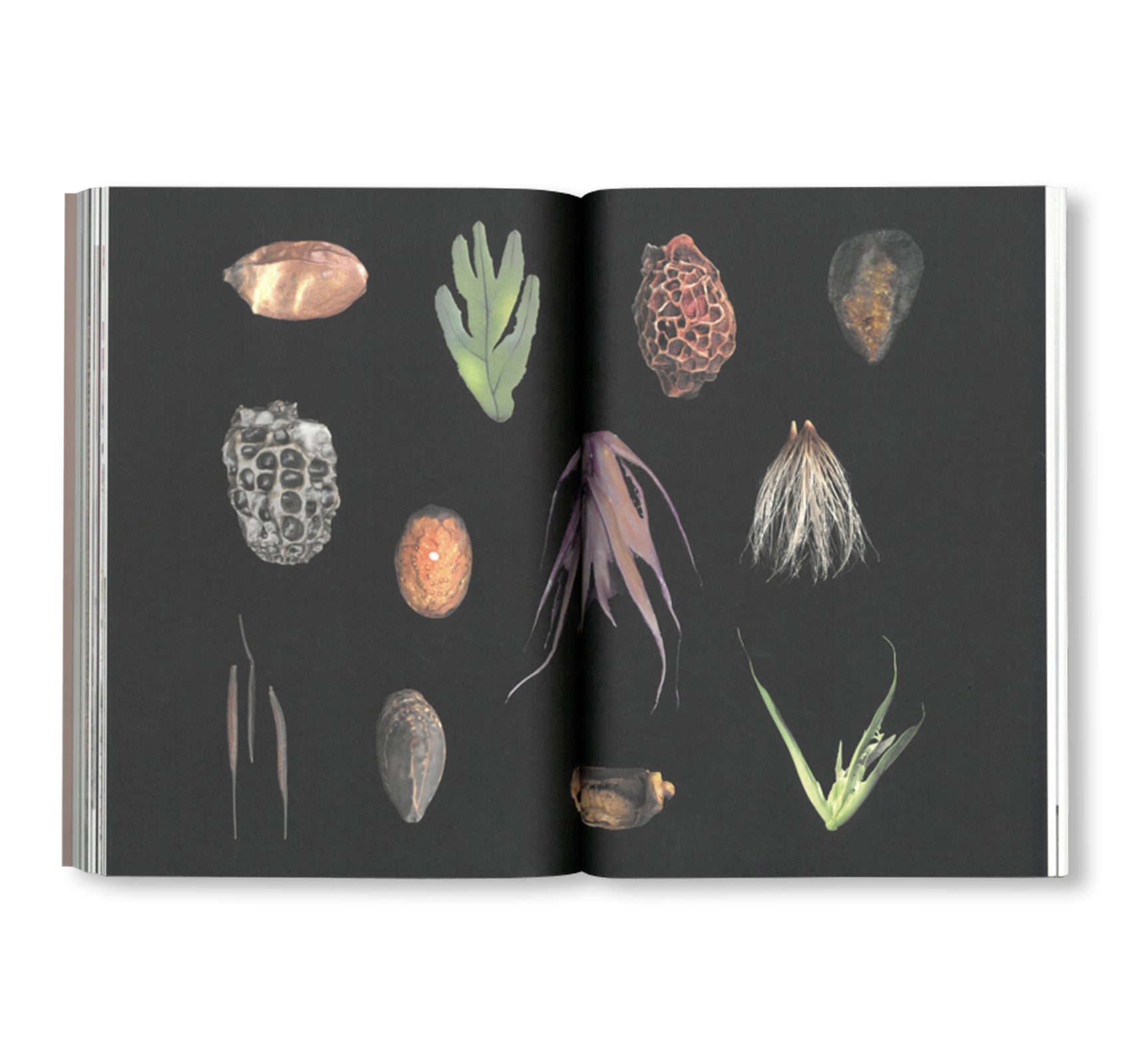 SEEDS - RECLAIMING ROOTS, SOWING FUTURES