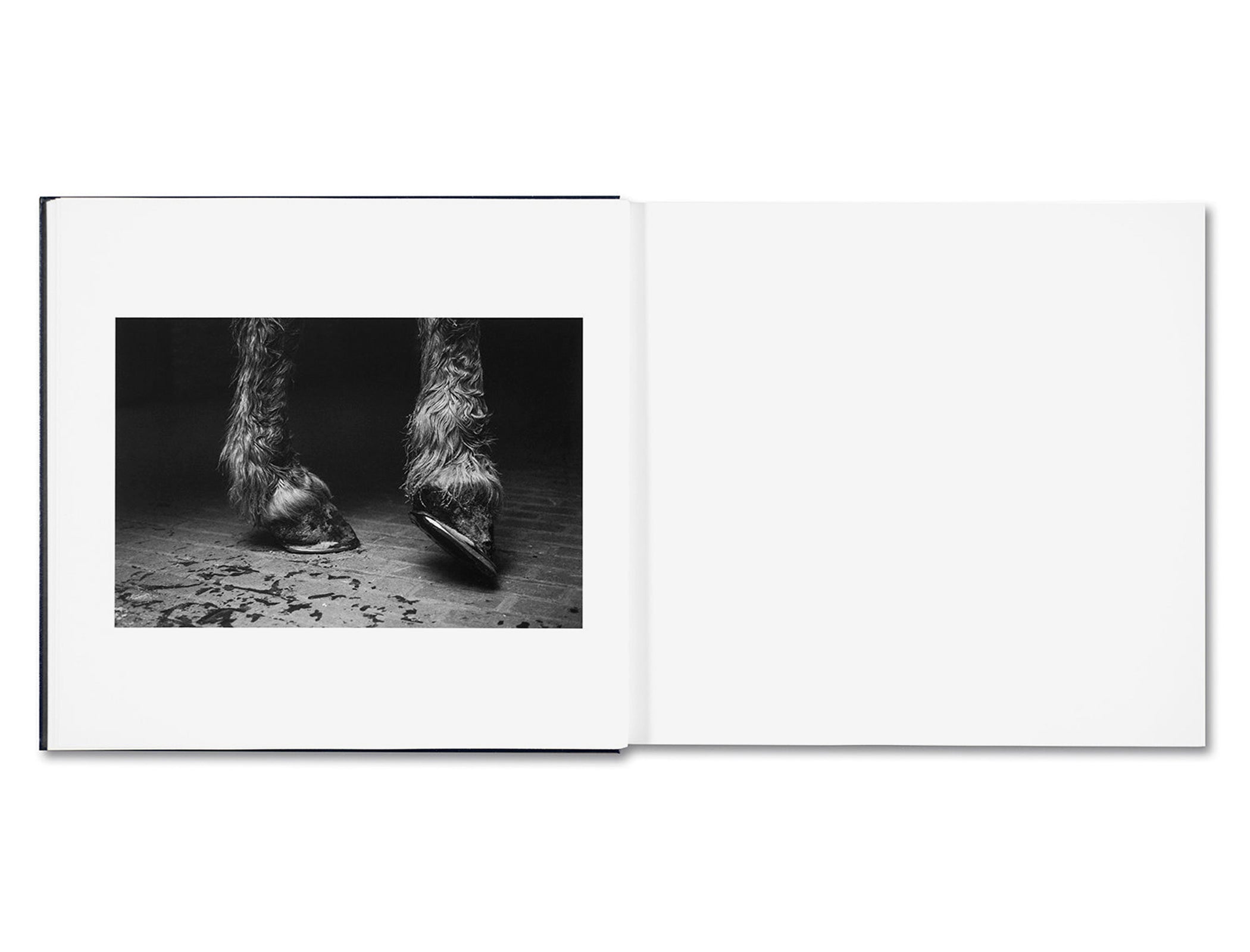 SOME SAY ICE by Alessandra Sanguinetti [DIRECT SIGNED]