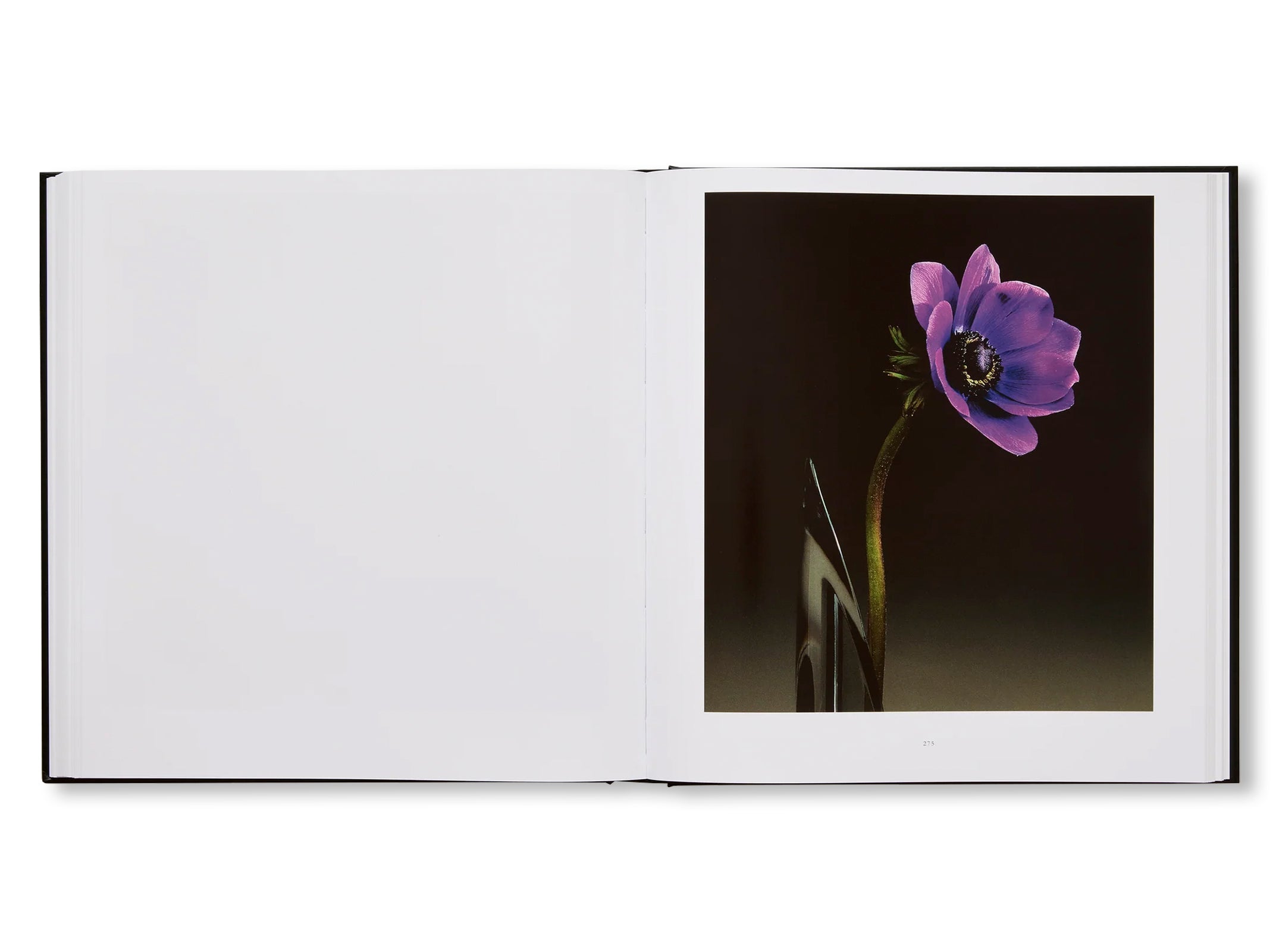 MAPPLETHORPE FLORA: THE COMPLETE FLOWERS by Robert Mapplethorpe