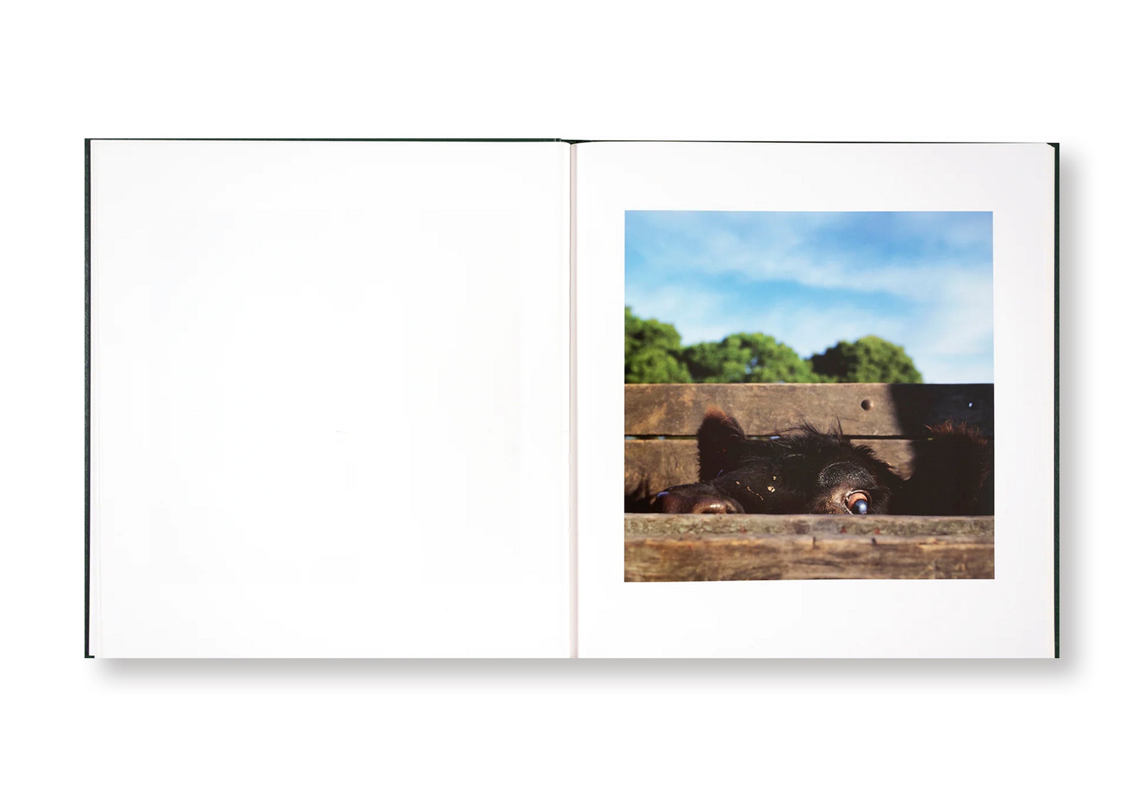 ON THE SIXTH DAY by Alessandra Sanguinetti  [SIGNED]