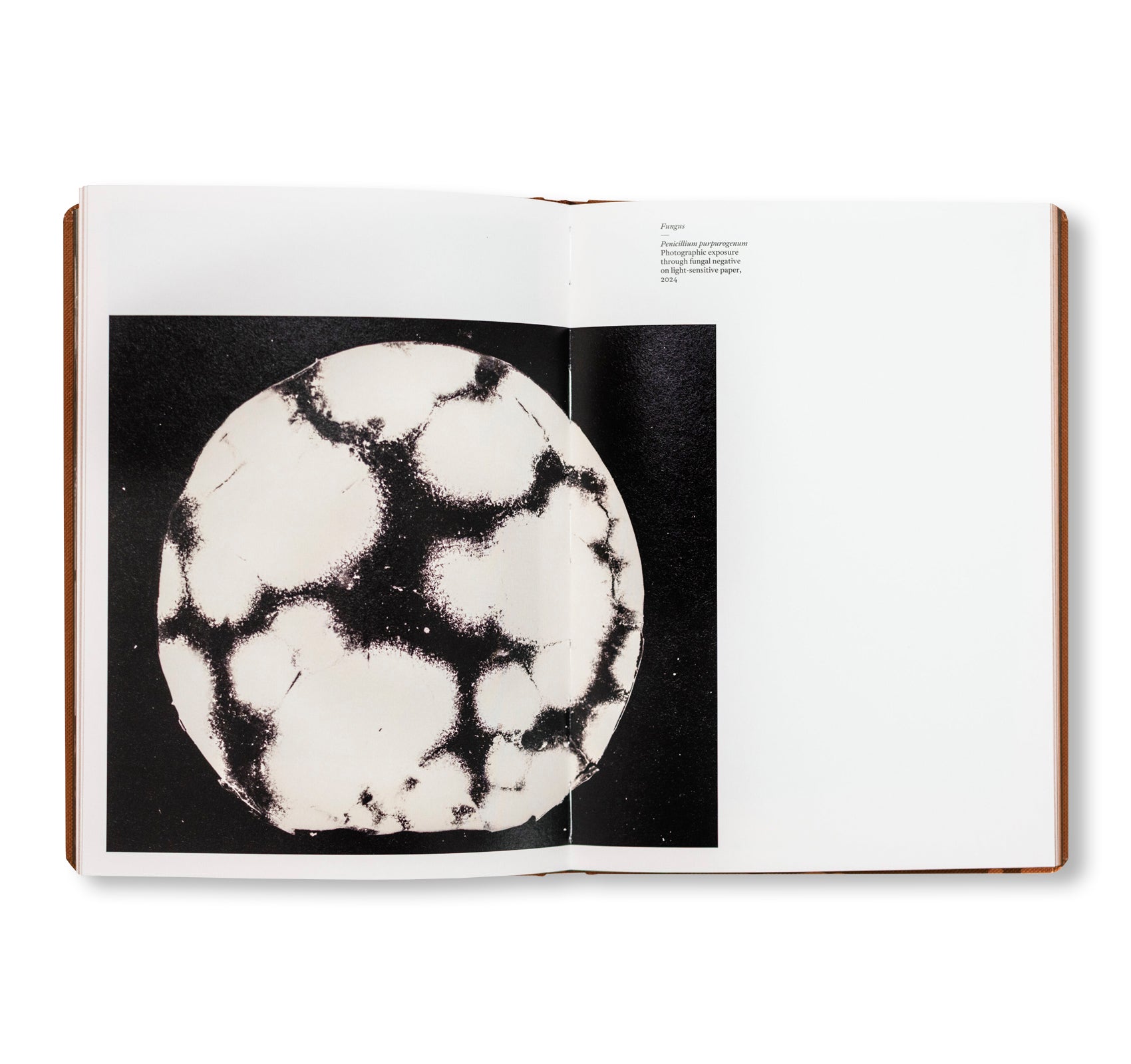 FUNGI by Nicolai Howalt