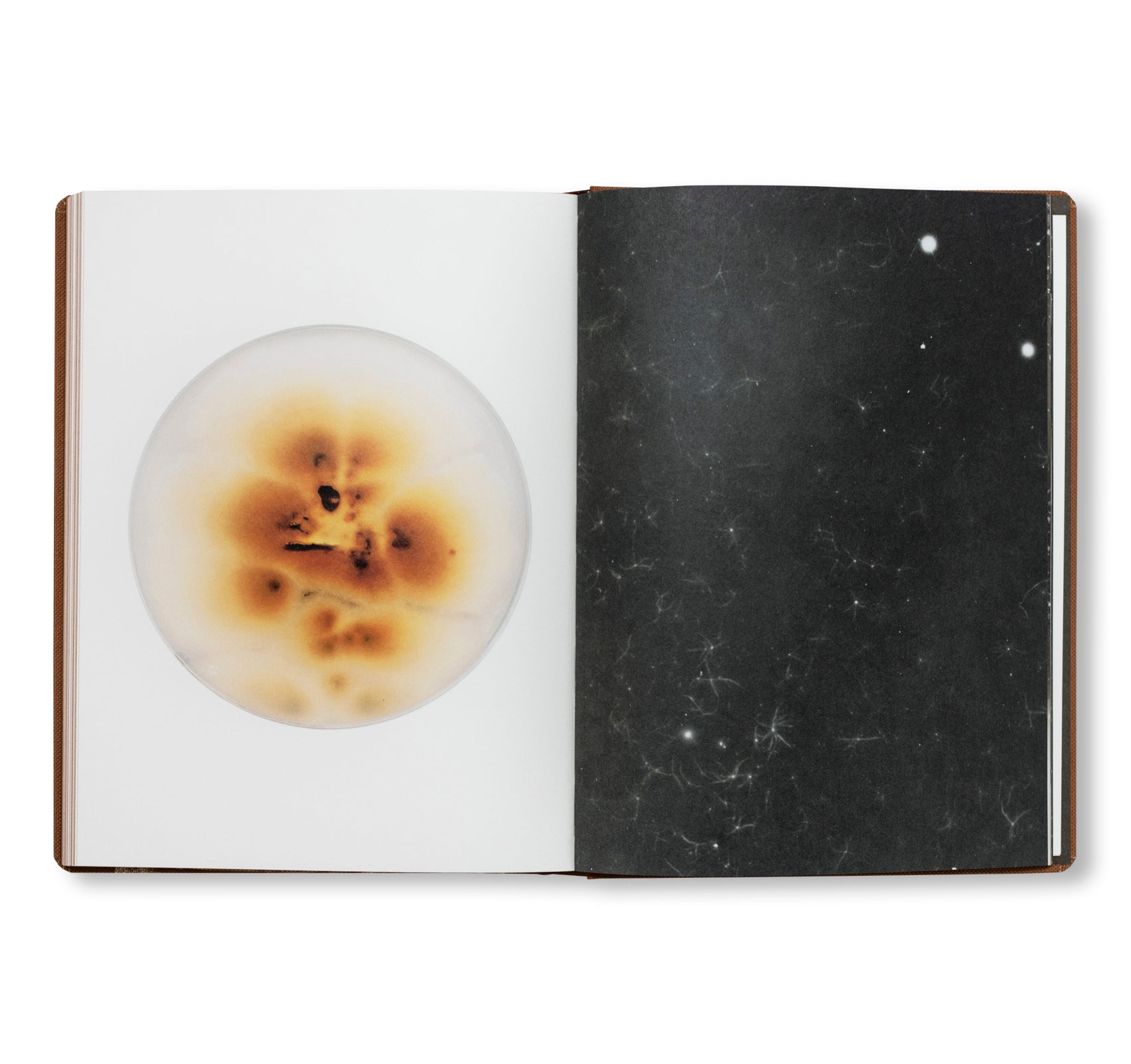 FUNGI by Nicolai Howalt