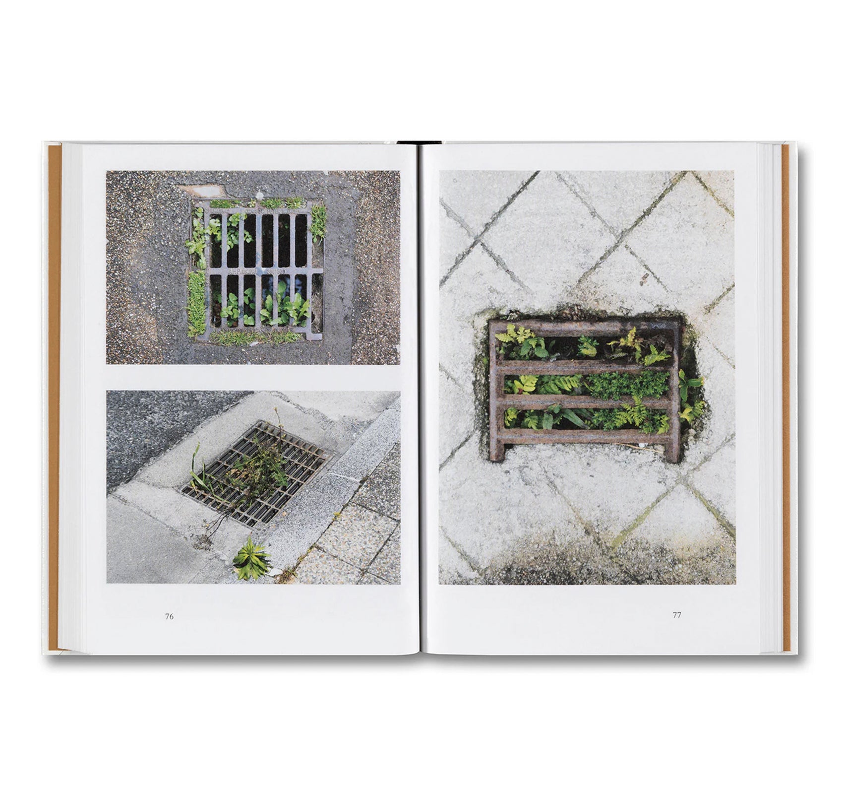 WEEDS: A GERMINATING THEORY by Kwan Queenie Li