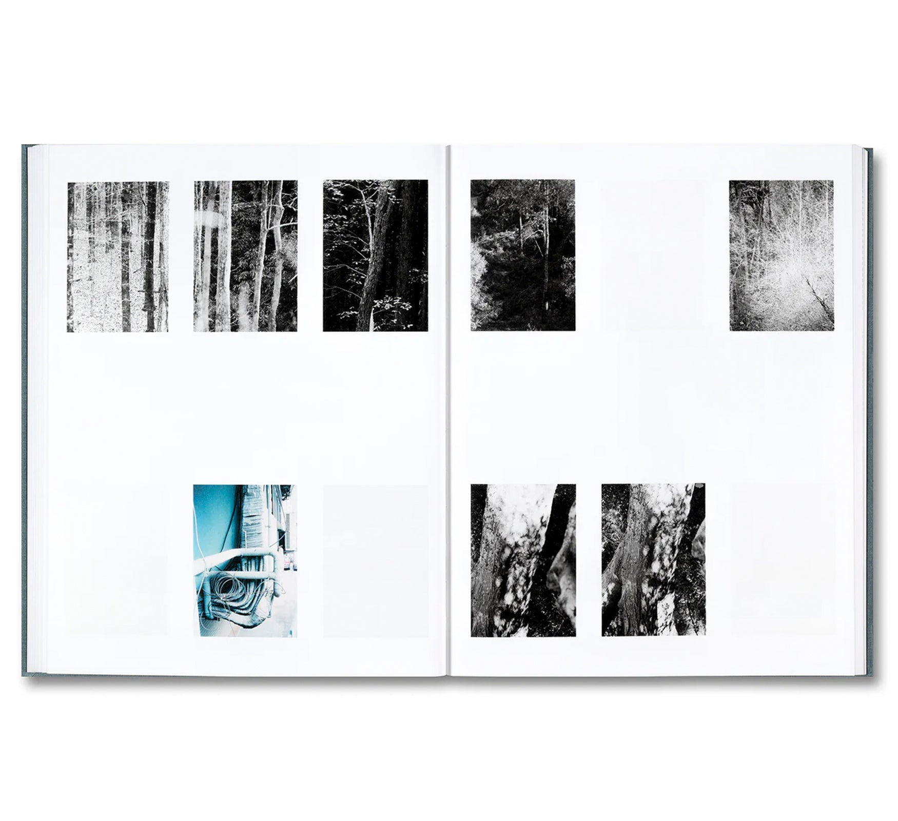 DISTRIBUTION by Daniel Shea [SIGNED]