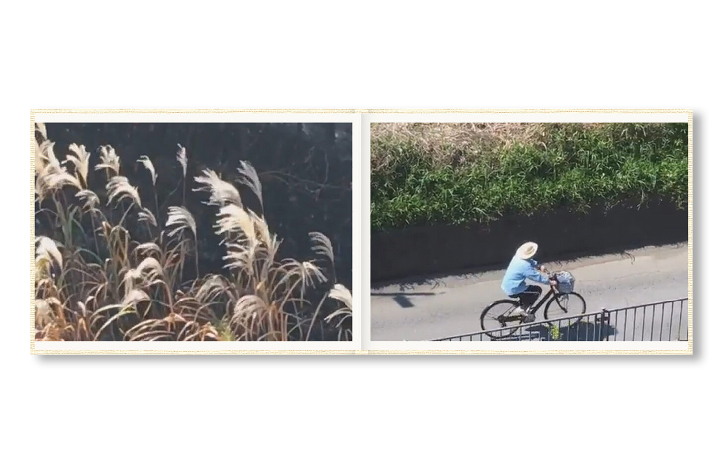 SCREENSHOTS FROM A SERIES OF VIDEOS ABOUT A RICE FIELD AND ITS SURROUNDINGS by Cintia Tortosa Santisteban