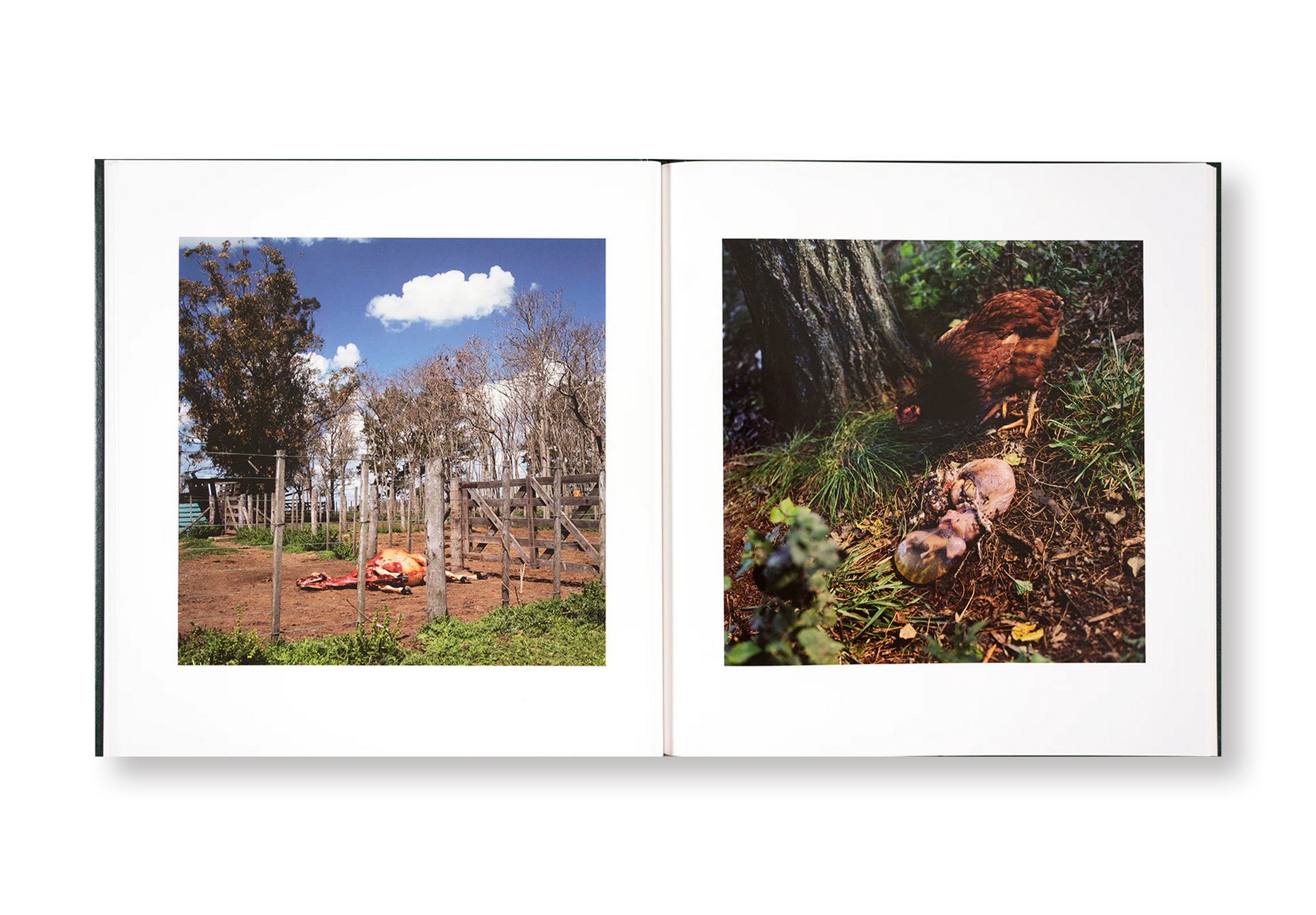 ON THE SIXTH DAY by Alessandra Sanguinetti  [SIGNED]