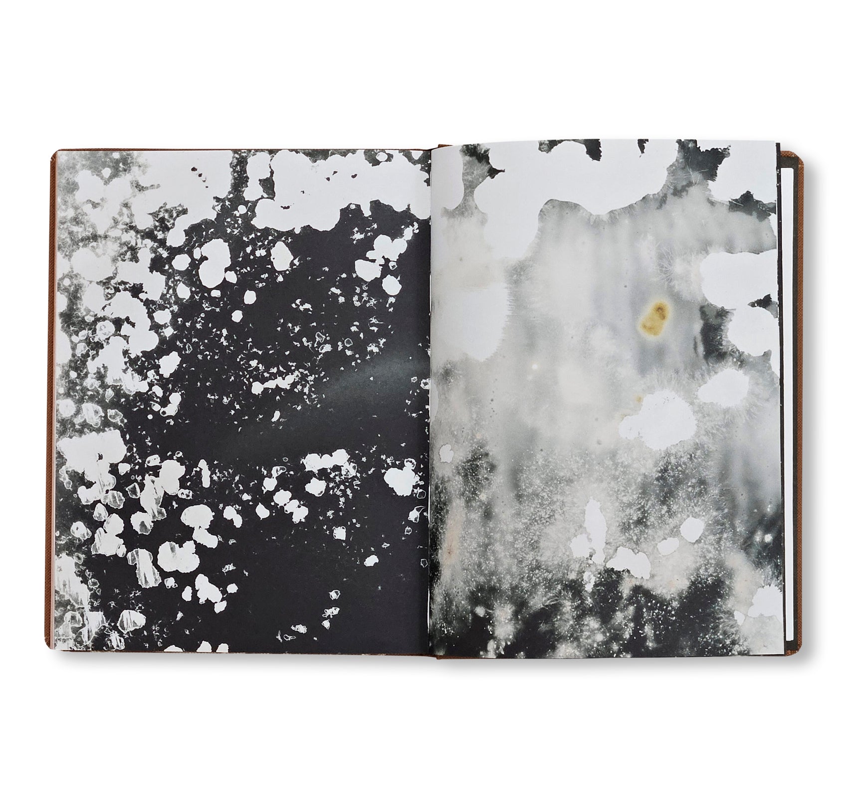 FUNGI by Nicolai Howalt