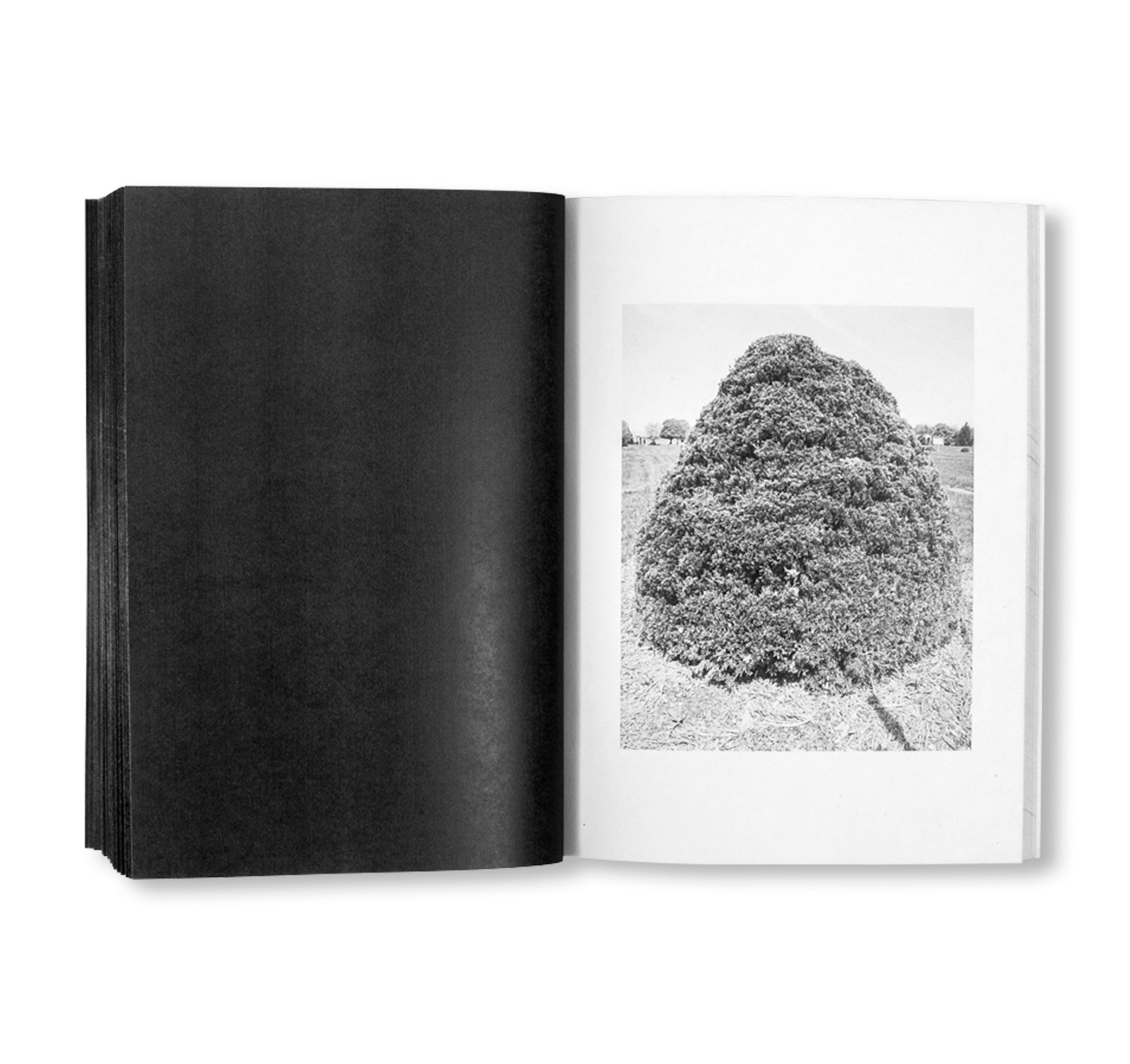 SHRUBS OF DEATH by Mike Slack [ENGLISH COVER / SIGNED]