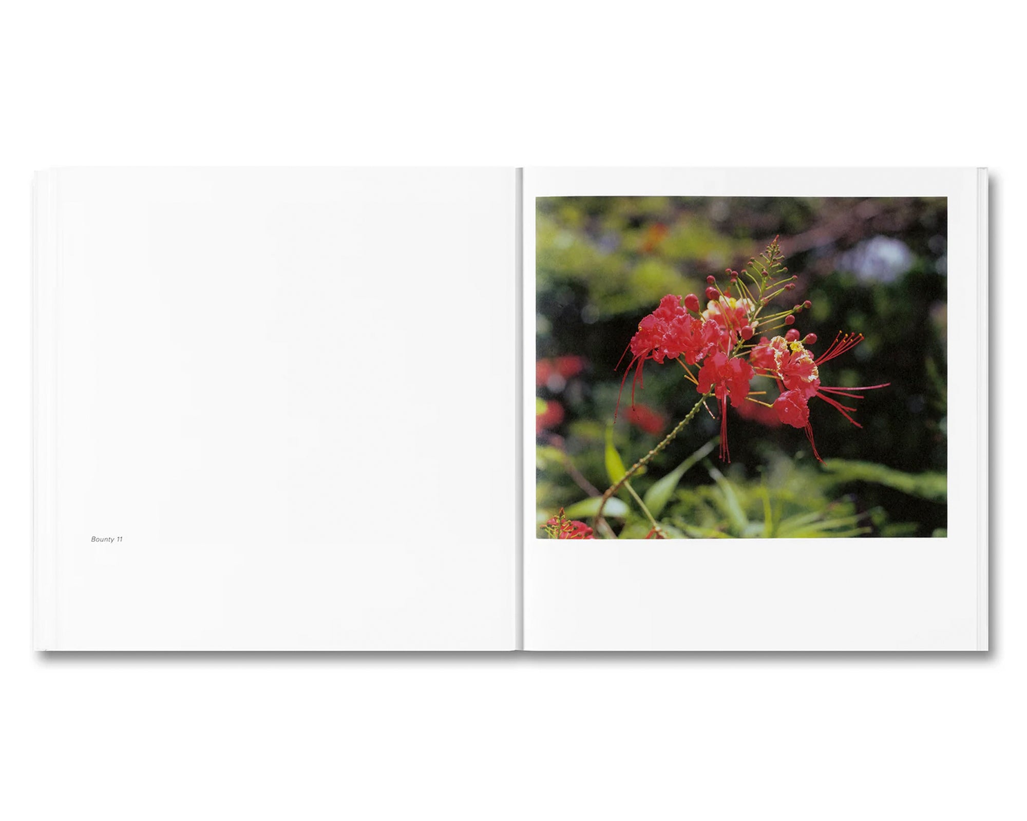 BOUNTY by Steve McQueen