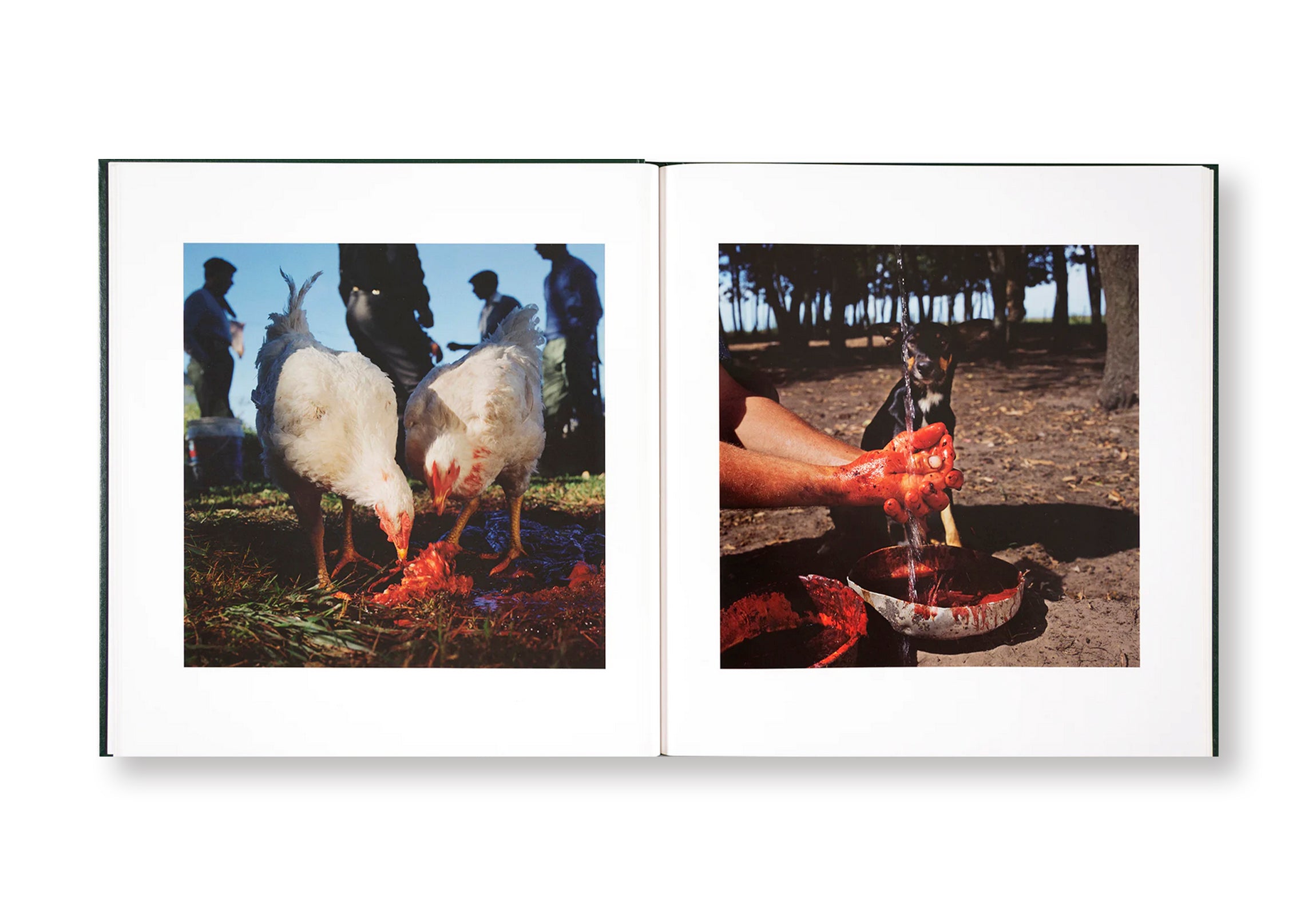 ON THE SIXTH DAY by Alessandra Sanguinetti  [SIGNED]