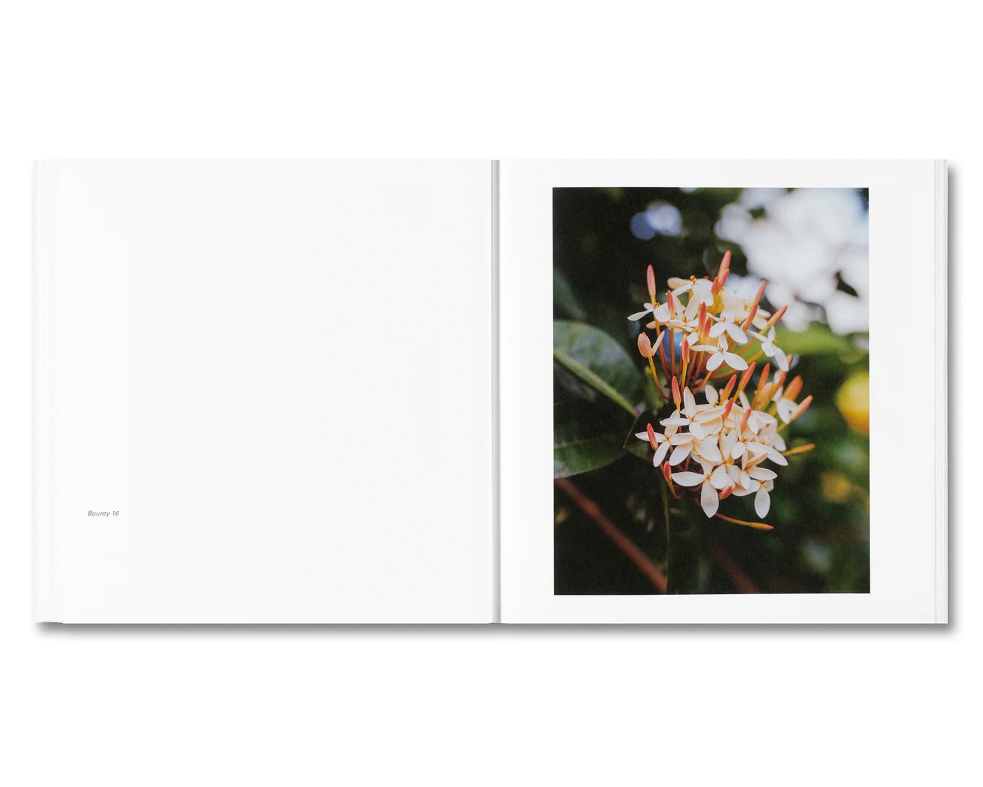 BOUNTY by Steve McQueen