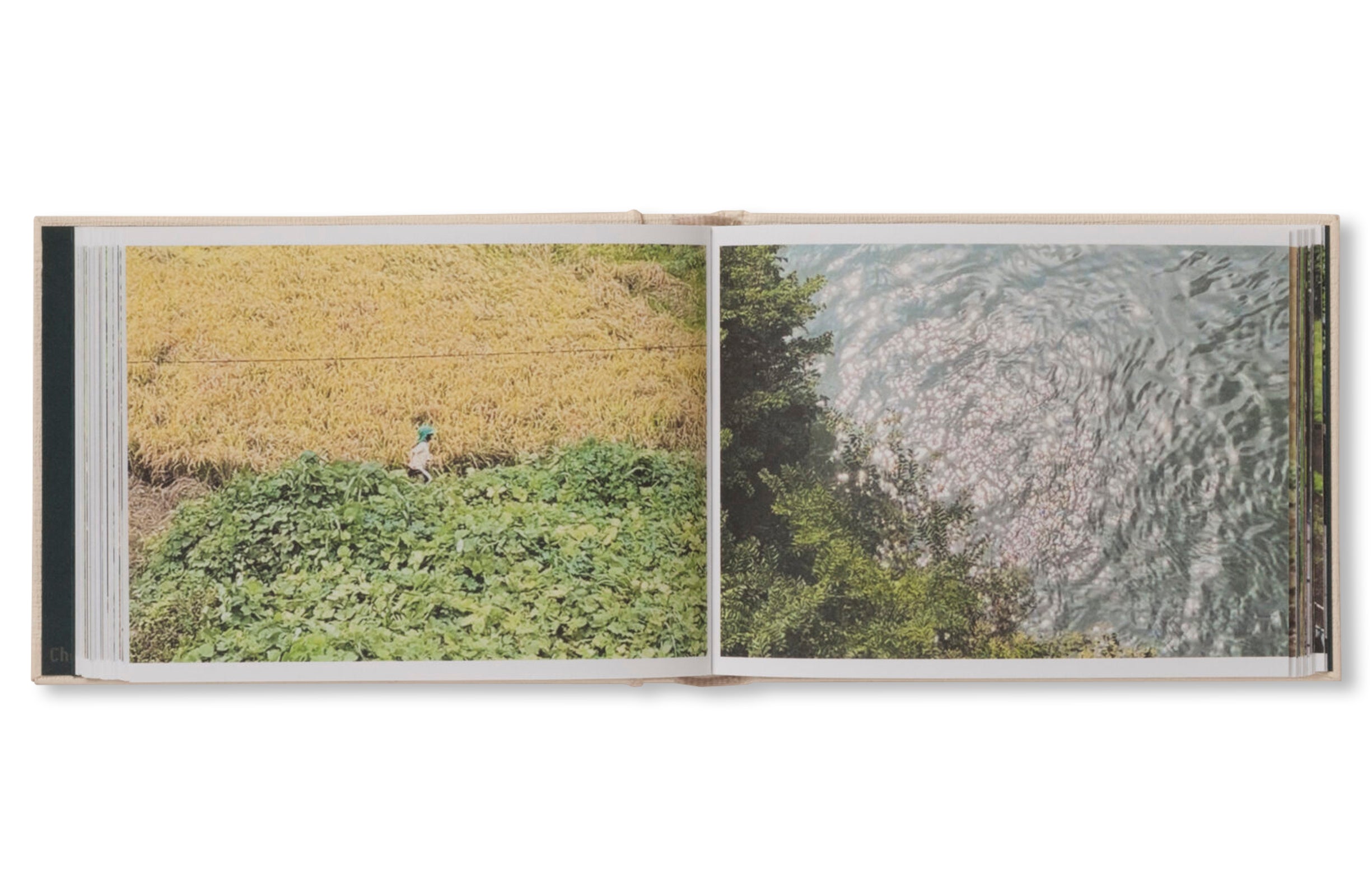 SCREENSHOTS FROM A SERIES OF VIDEOS ABOUT A RICE FIELD AND ITS SURROUNDINGS by Cintia Tortosa Santisteban