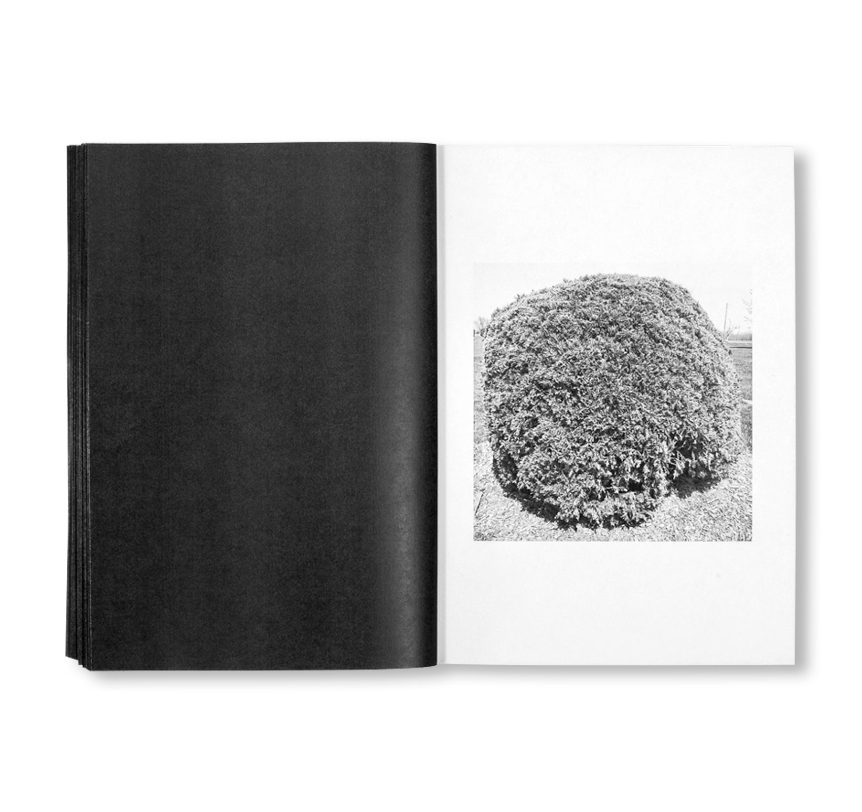 SHRUBS OF DEATH by Mike Slack [ENGLISH COVER / SIGNED]