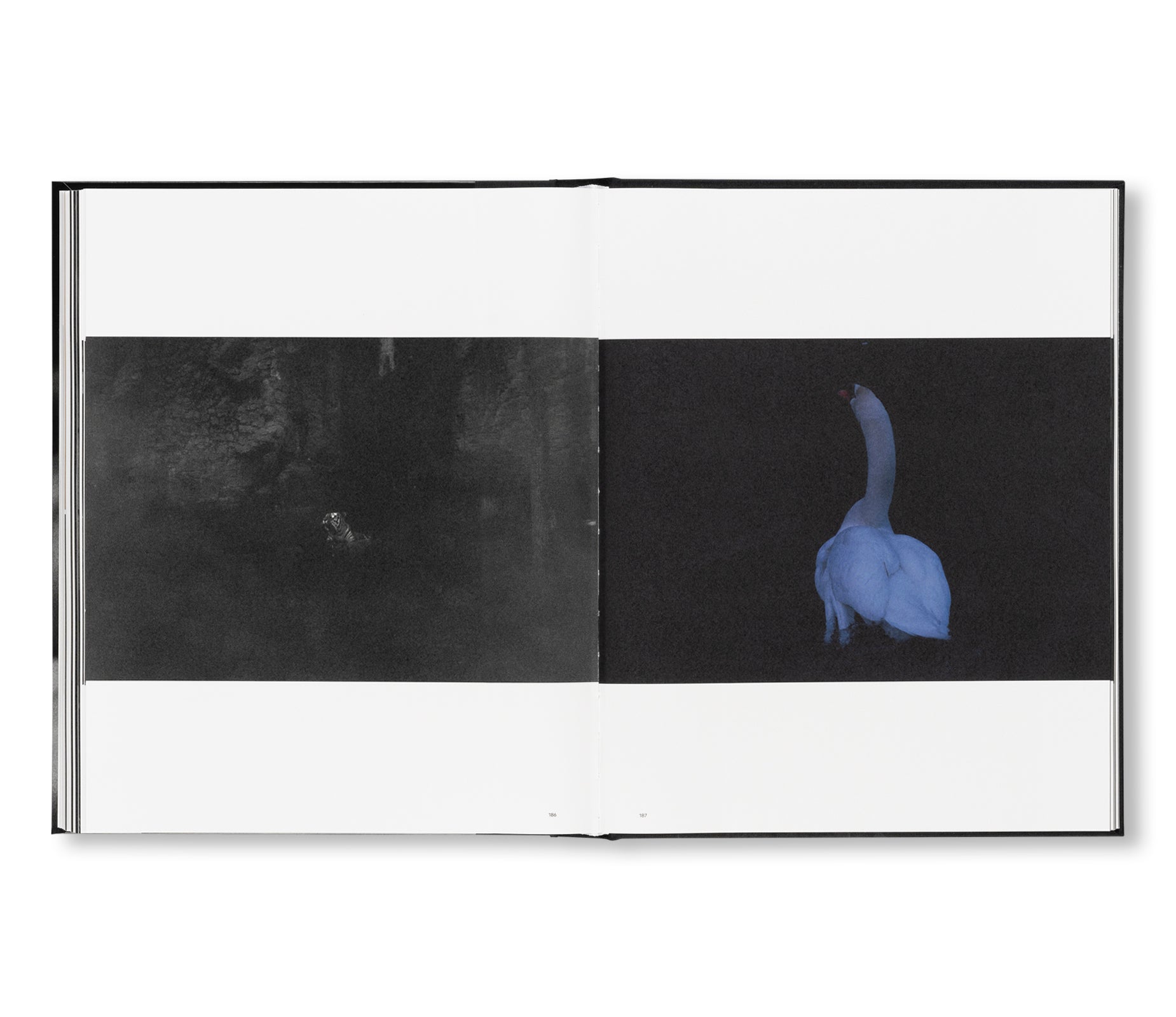 SAKIKO NOMURA: TENDER IS THE NIGHT by Sakiko Nomura