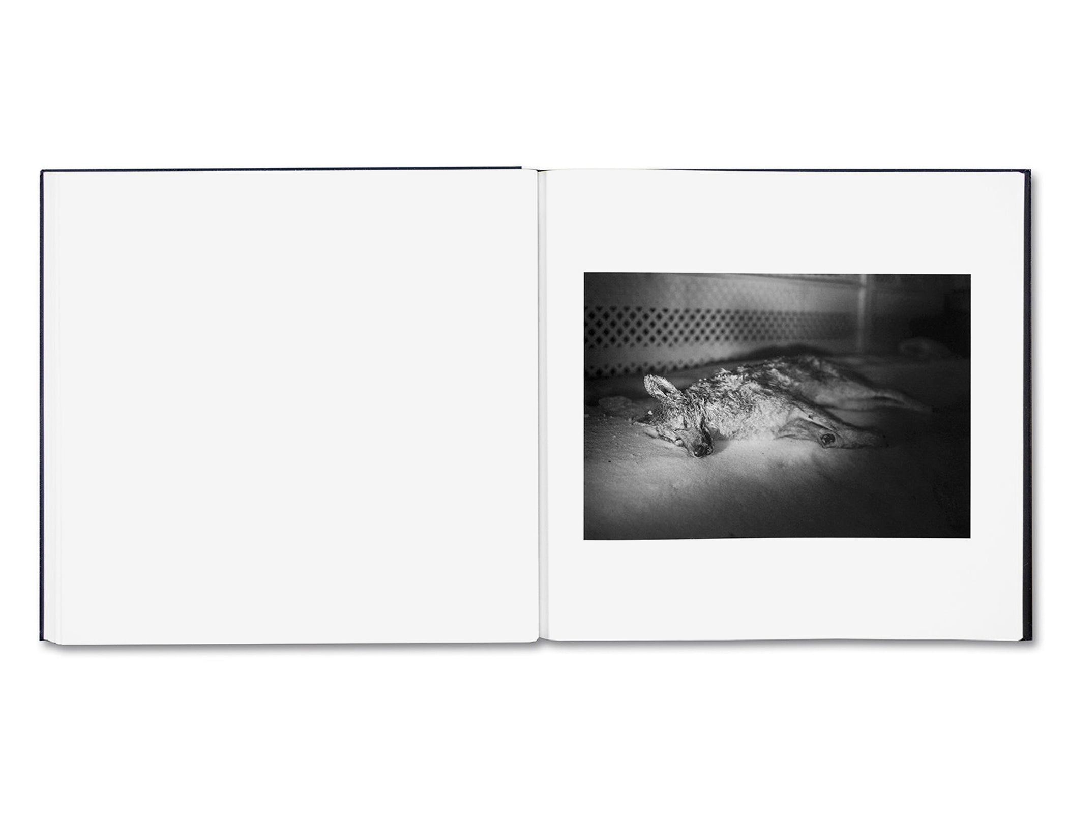 SOME SAY ICE by Alessandra Sanguinetti [DIRECT SIGNED]