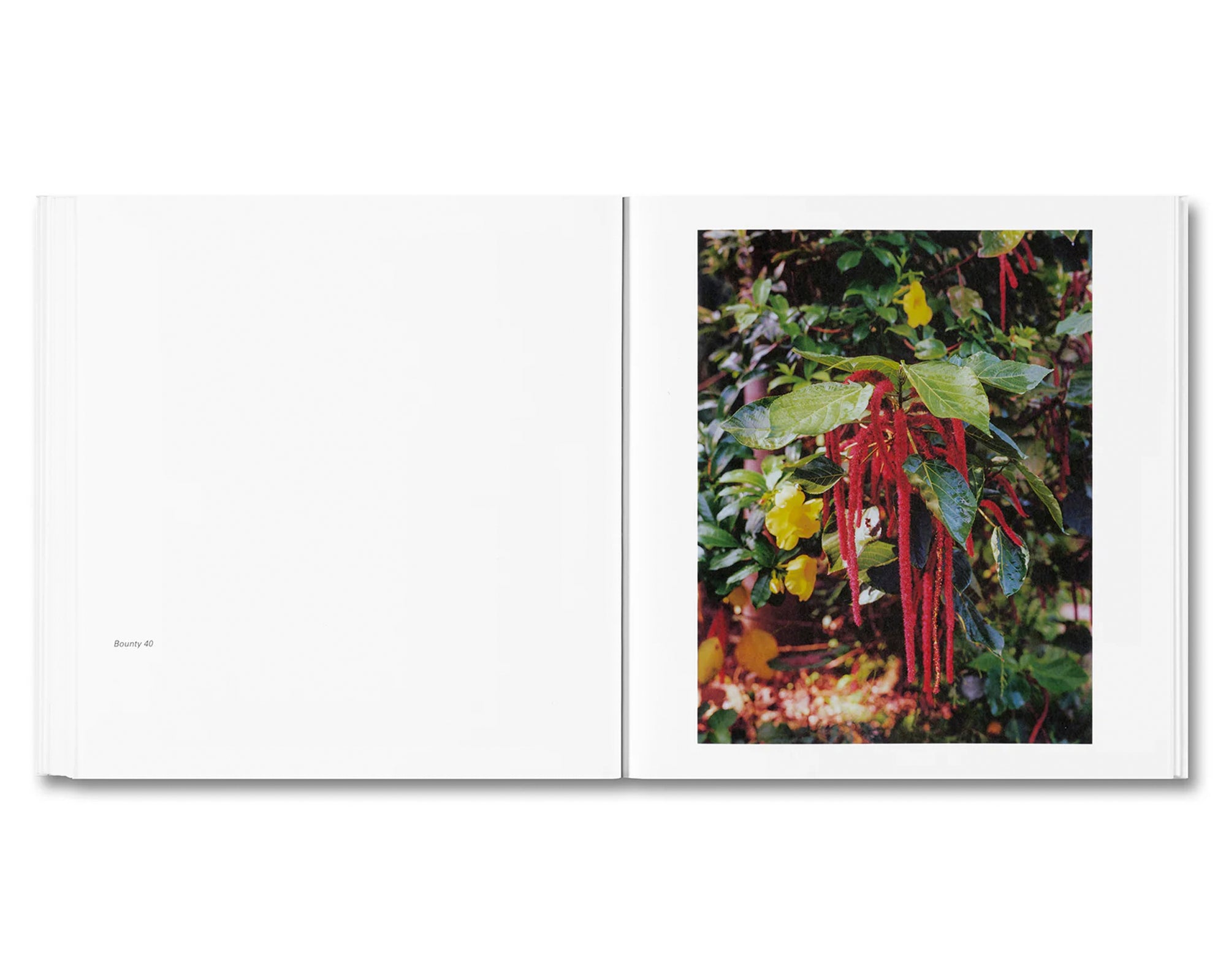 BOUNTY by Steve McQueen