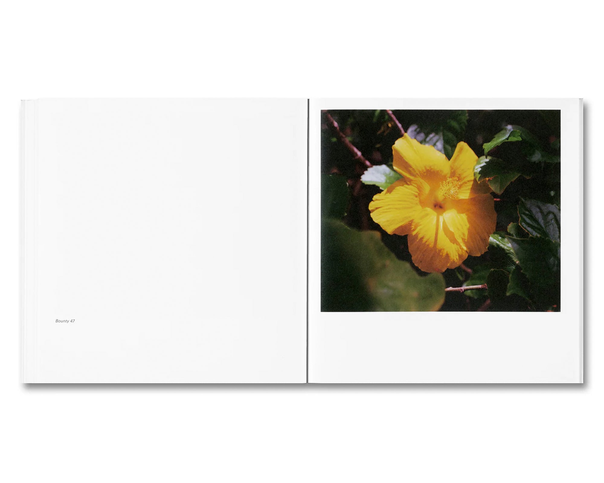 BOUNTY by Steve McQueen