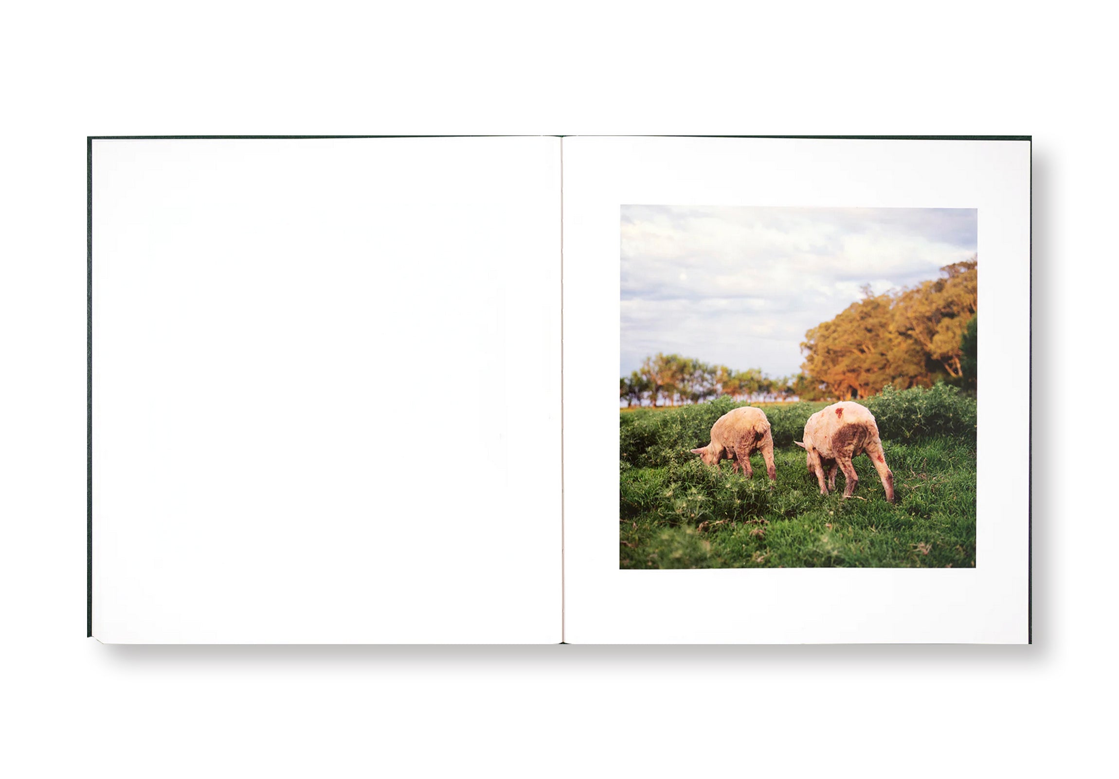 ON THE SIXTH DAY by Alessandra Sanguinetti  [SIGNED]