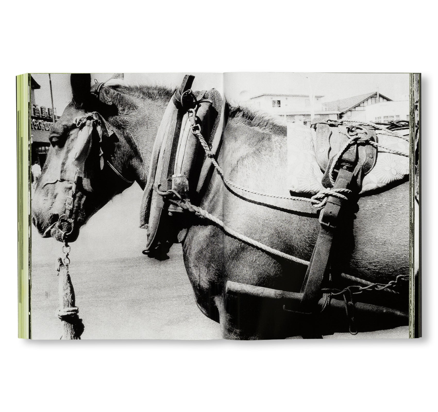 MORIYAMA: QUARTET by Daido Moriyama