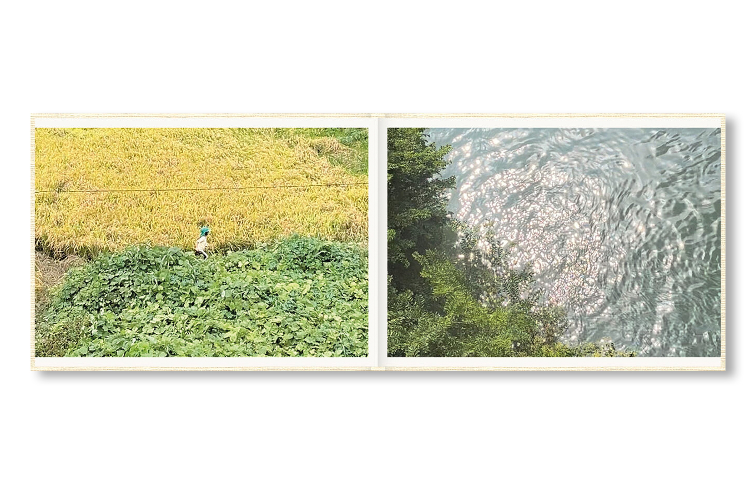 SCREENSHOTS FROM A SERIES OF VIDEOS ABOUT A RICE FIELD AND ITS SURROUNDINGS by Cintia Tortosa Santisteban