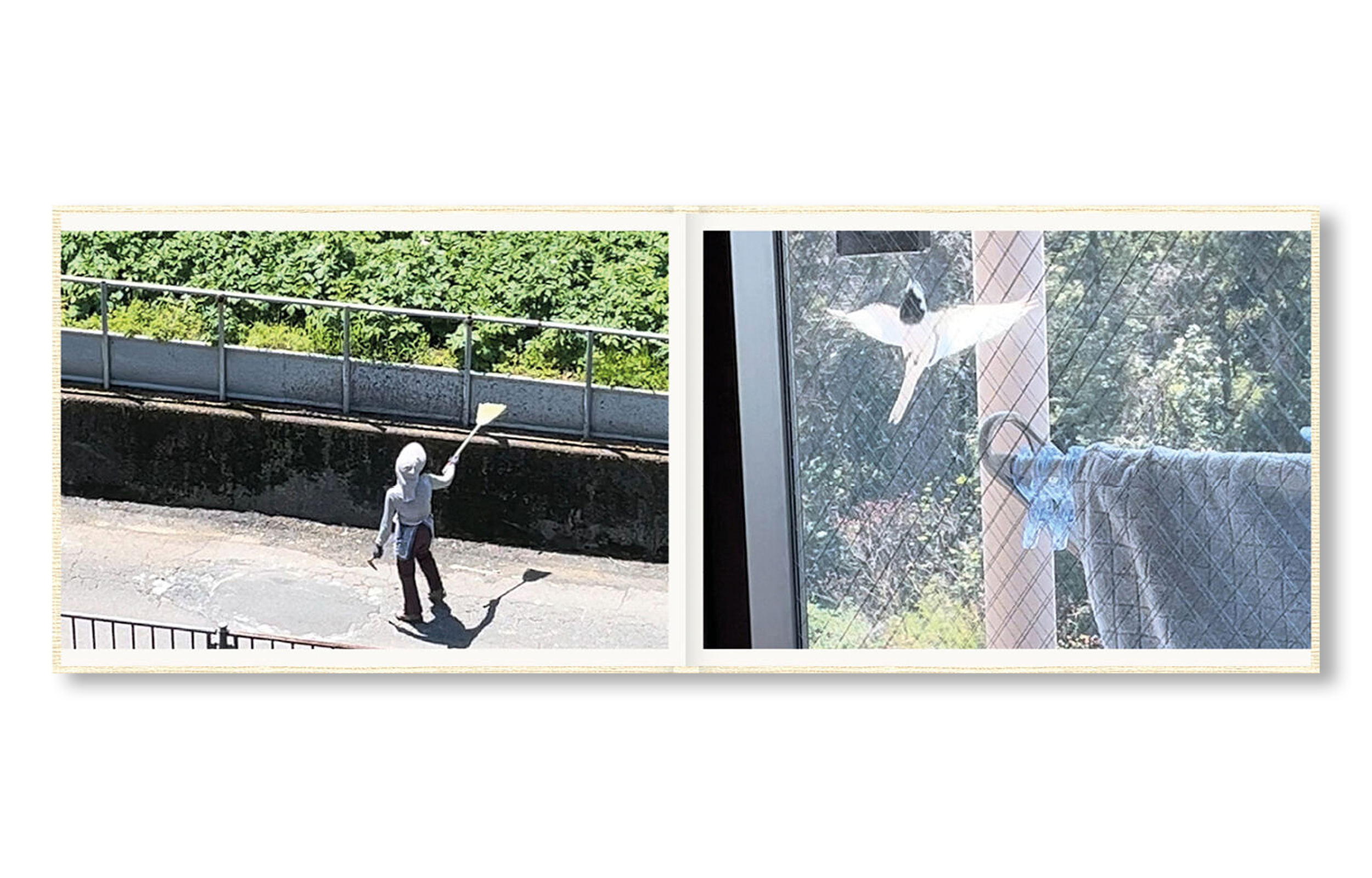 SCREENSHOTS FROM A SERIES OF VIDEOS ABOUT A RICE FIELD AND ITS SURROUNDINGS by Cintia Tortosa Santisteban