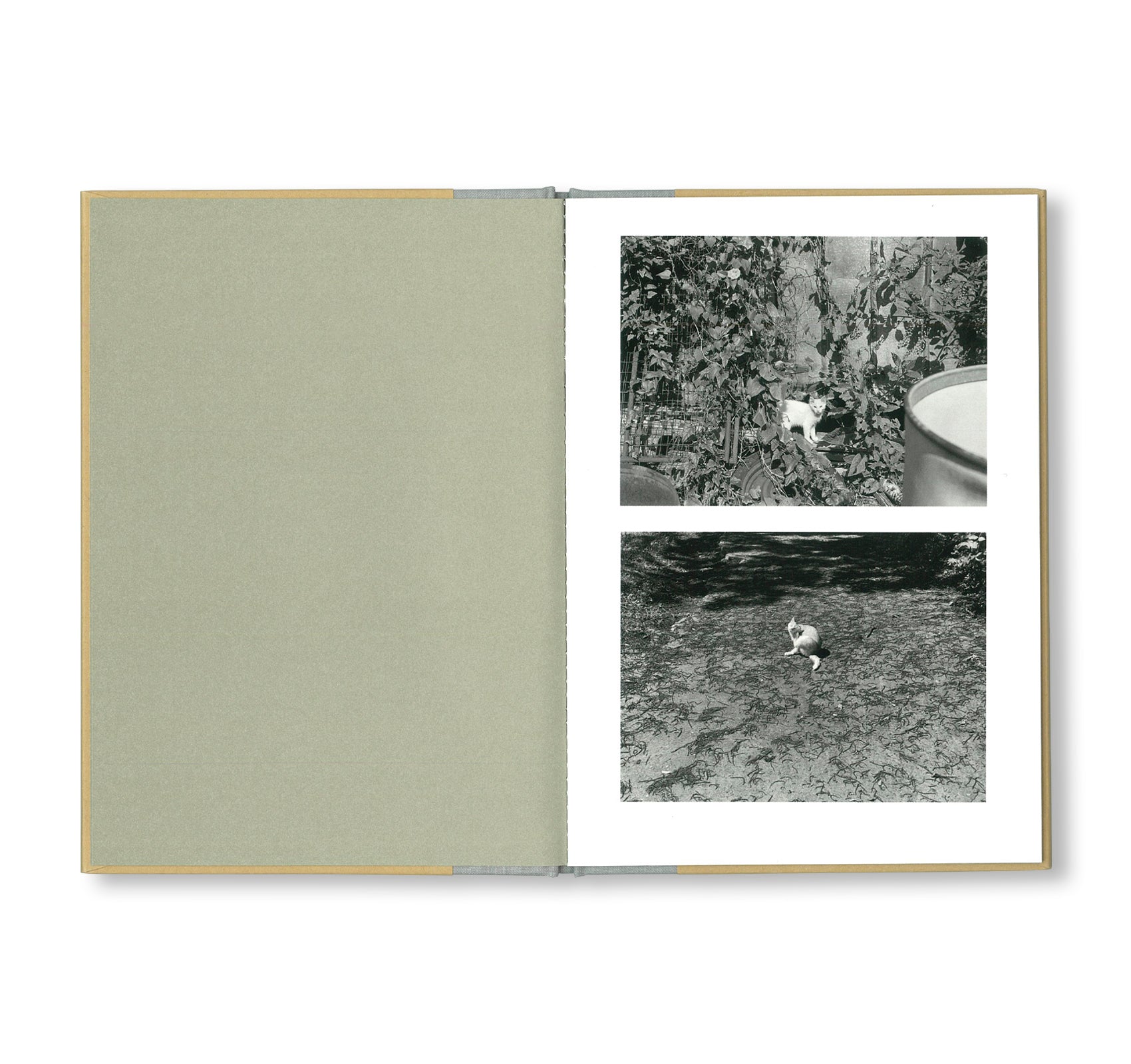 ONE PICTURE BOOK TWO #16: CATS by Mark Steinmetz