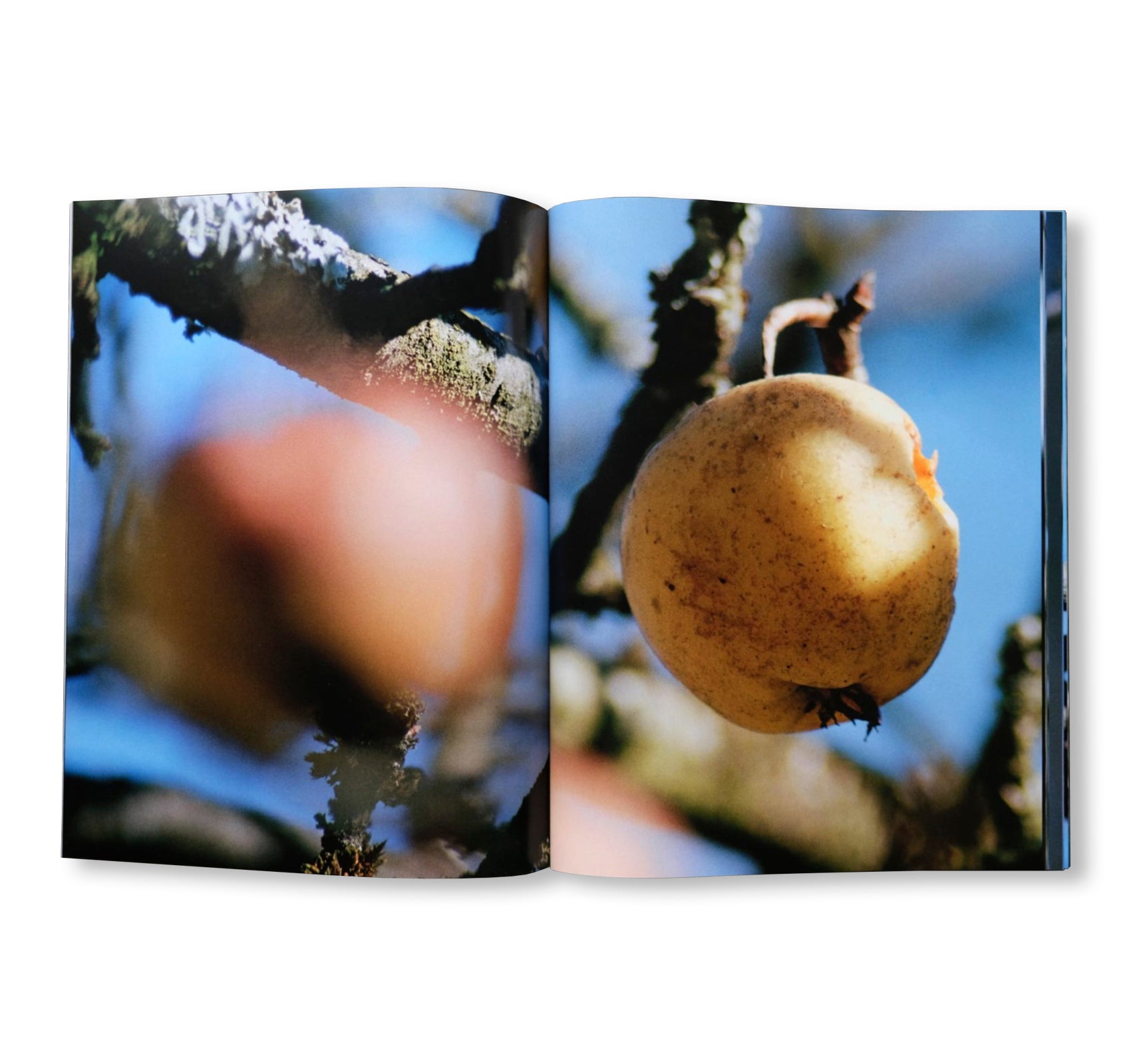 ONLY APPLES by Brigham Baker