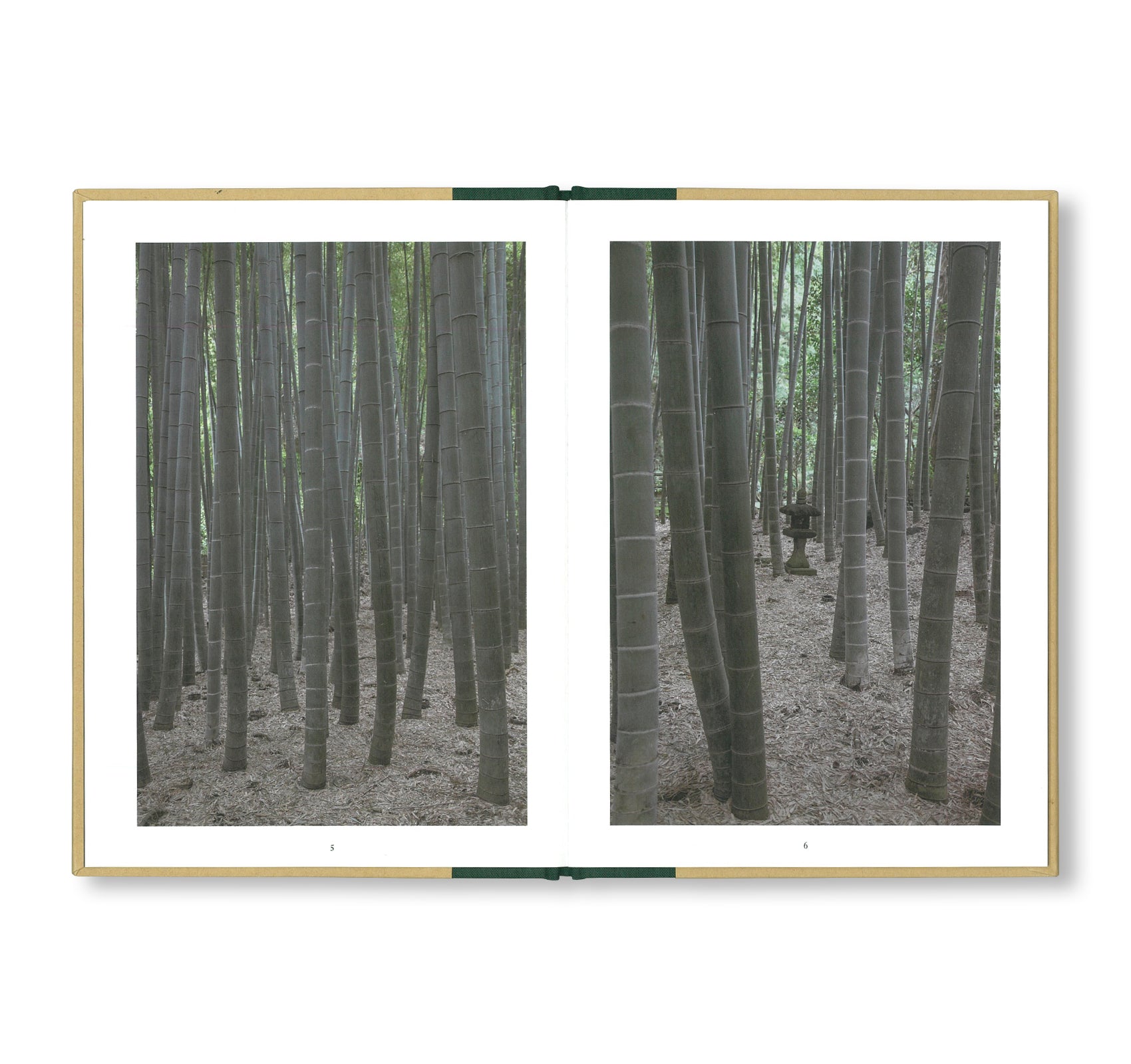 ONE PICTURE BOOK TWO #18: A WALK THROUGH A BAMBOO GROVE by David H. Gibson