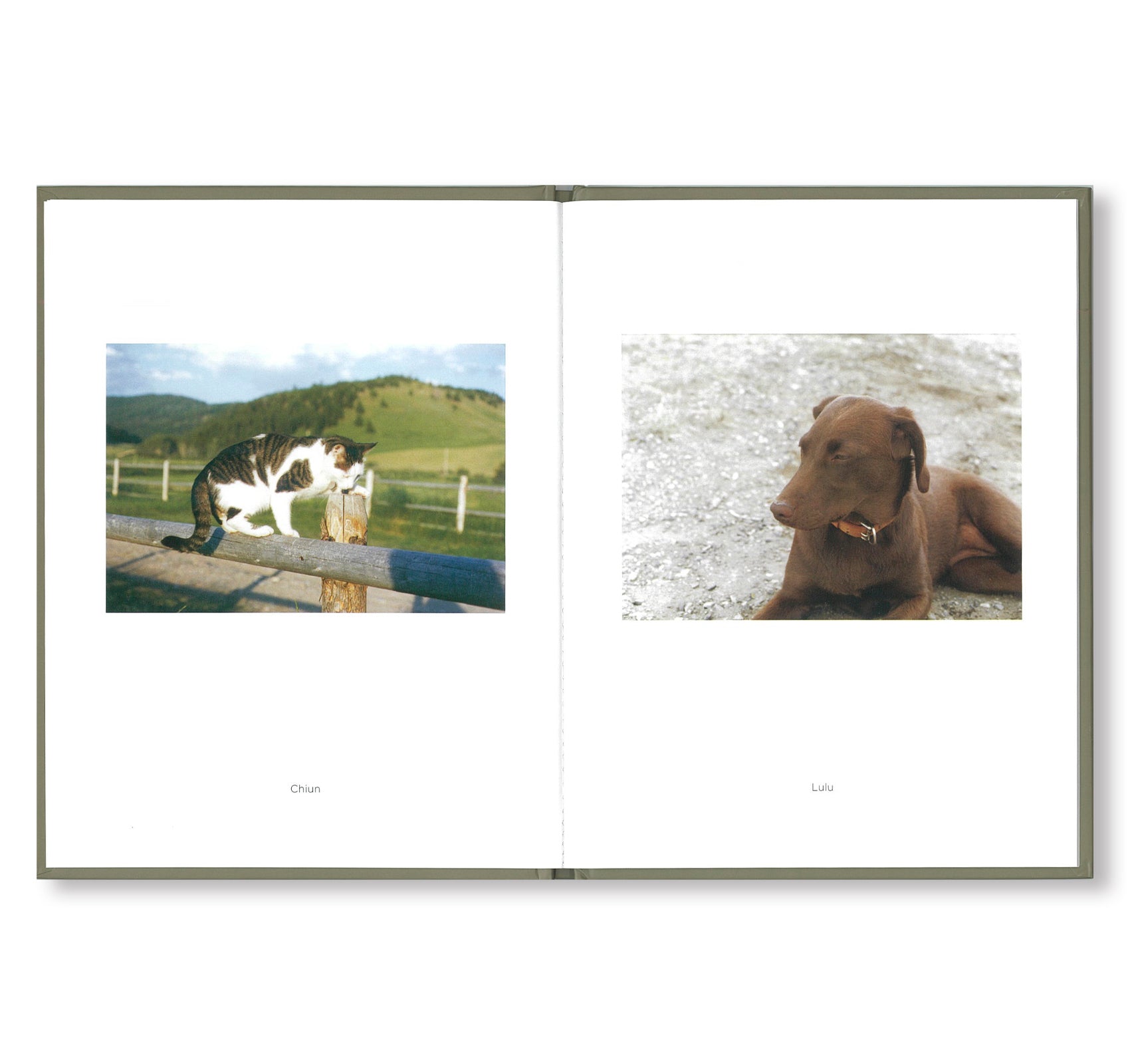 ONE PICTURE BOOK #73: PET PICTURES by Stephen Shore