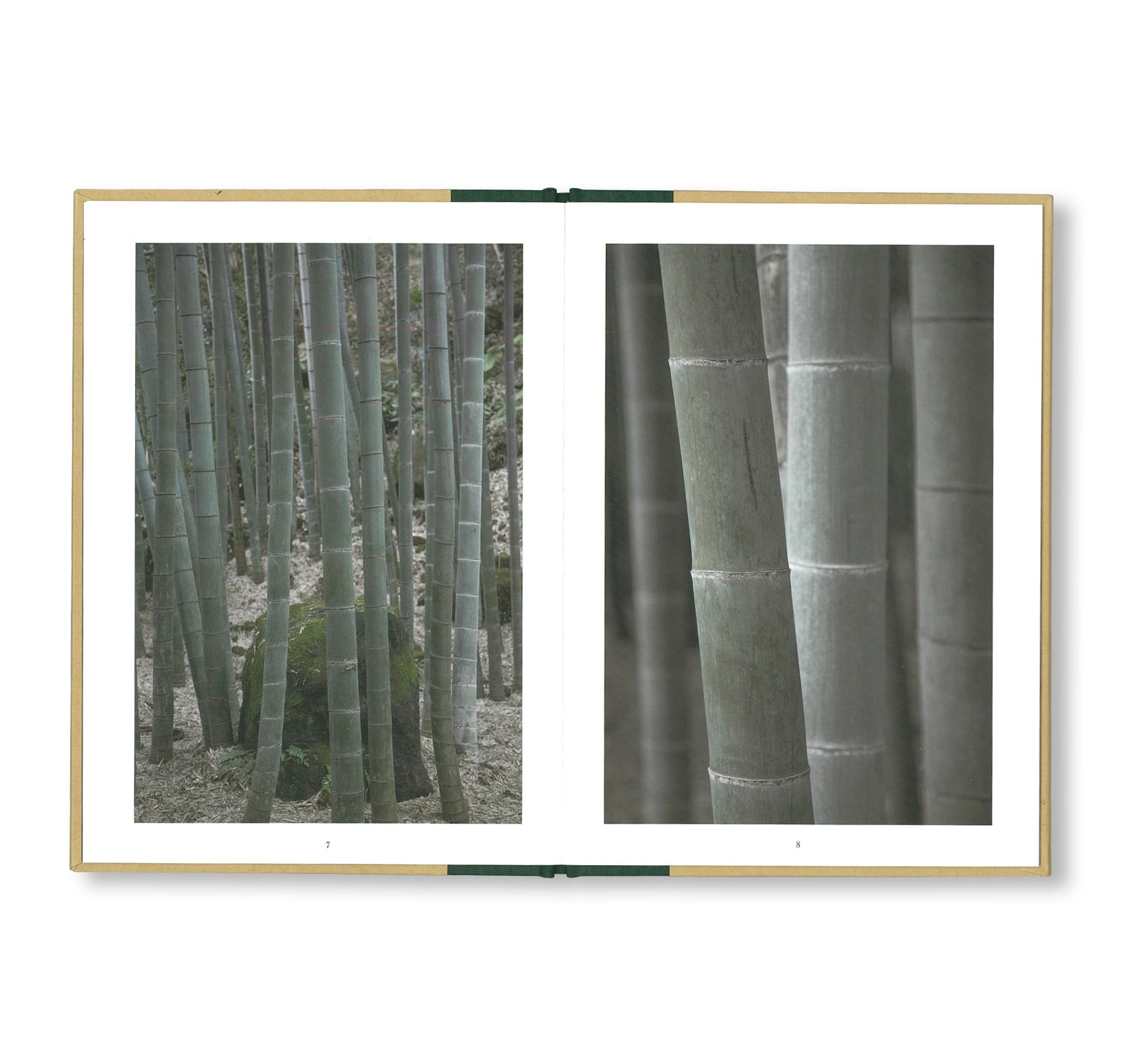 ONE PICTURE BOOK TWO #18: A WALK THROUGH A BAMBOO GROVE by David H. Gibson