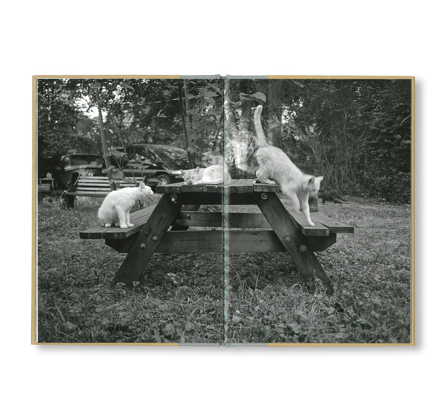 ONE PICTURE BOOK TWO #16: CATS by Mark Steinmetz