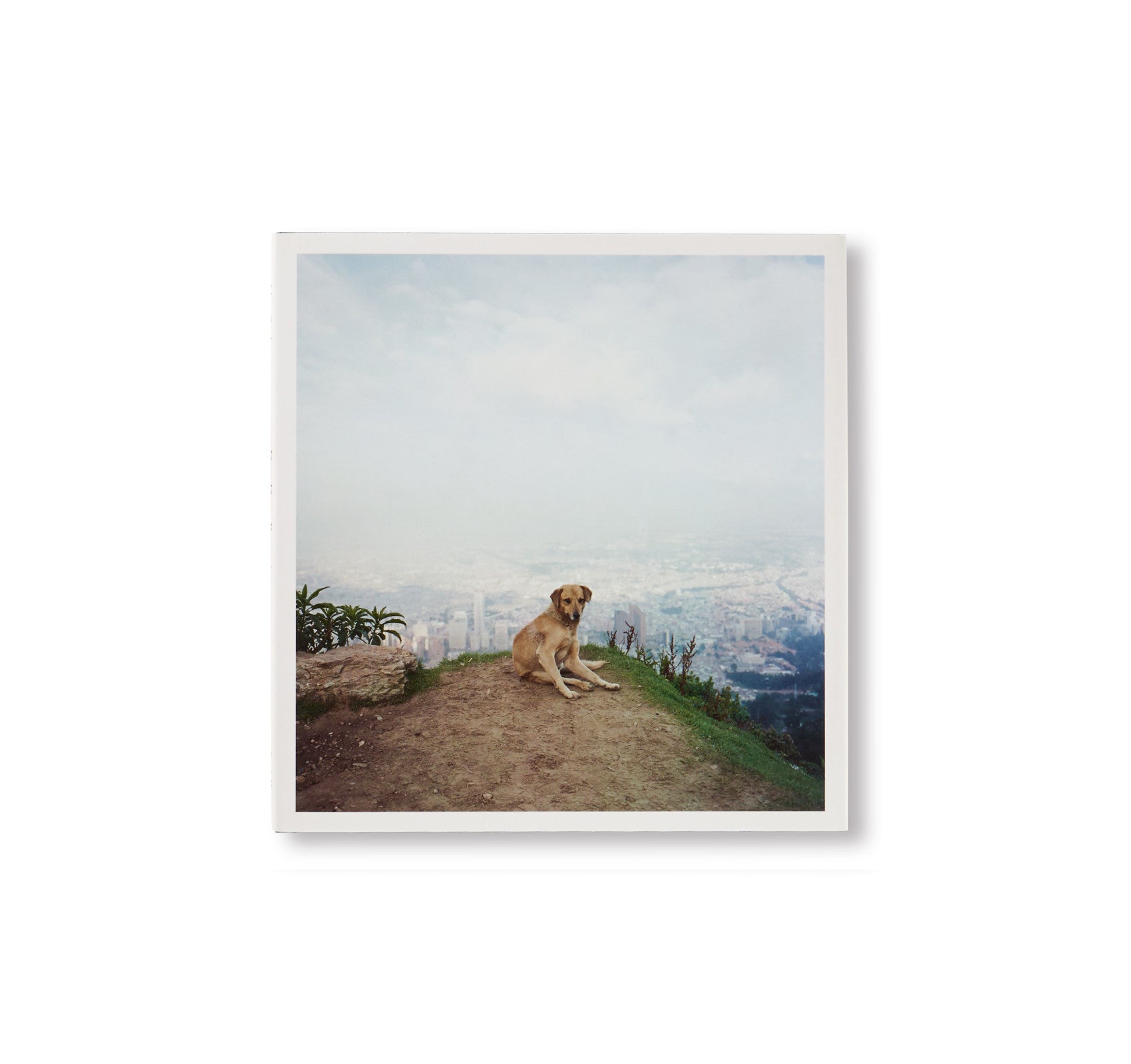 DOG DAYS BOGOTÁ by Alec Soth [SPECIAL EDITION]