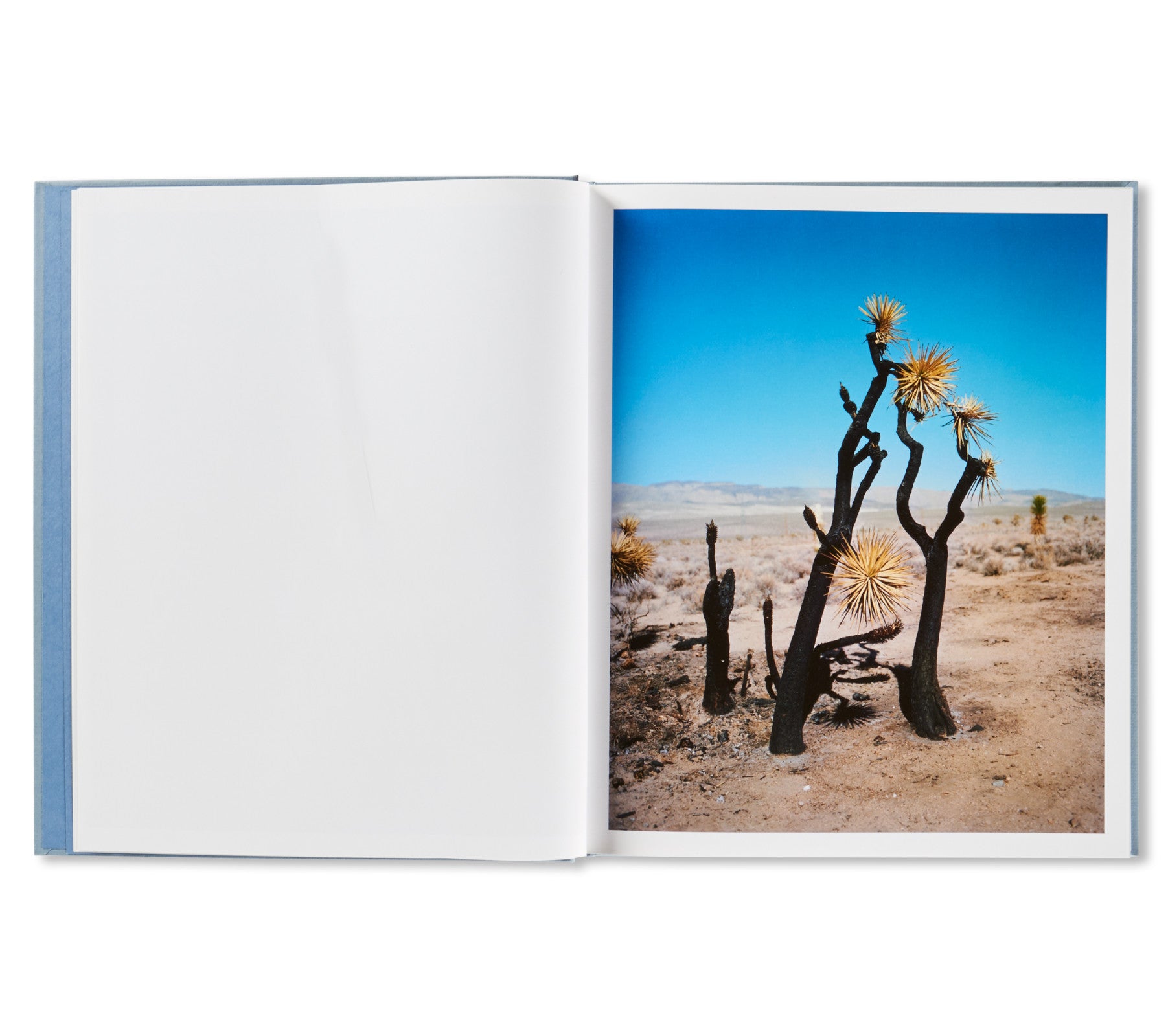 ZZYZX by Gregory Halpern [SPECIAL EDITION (HEAD)]