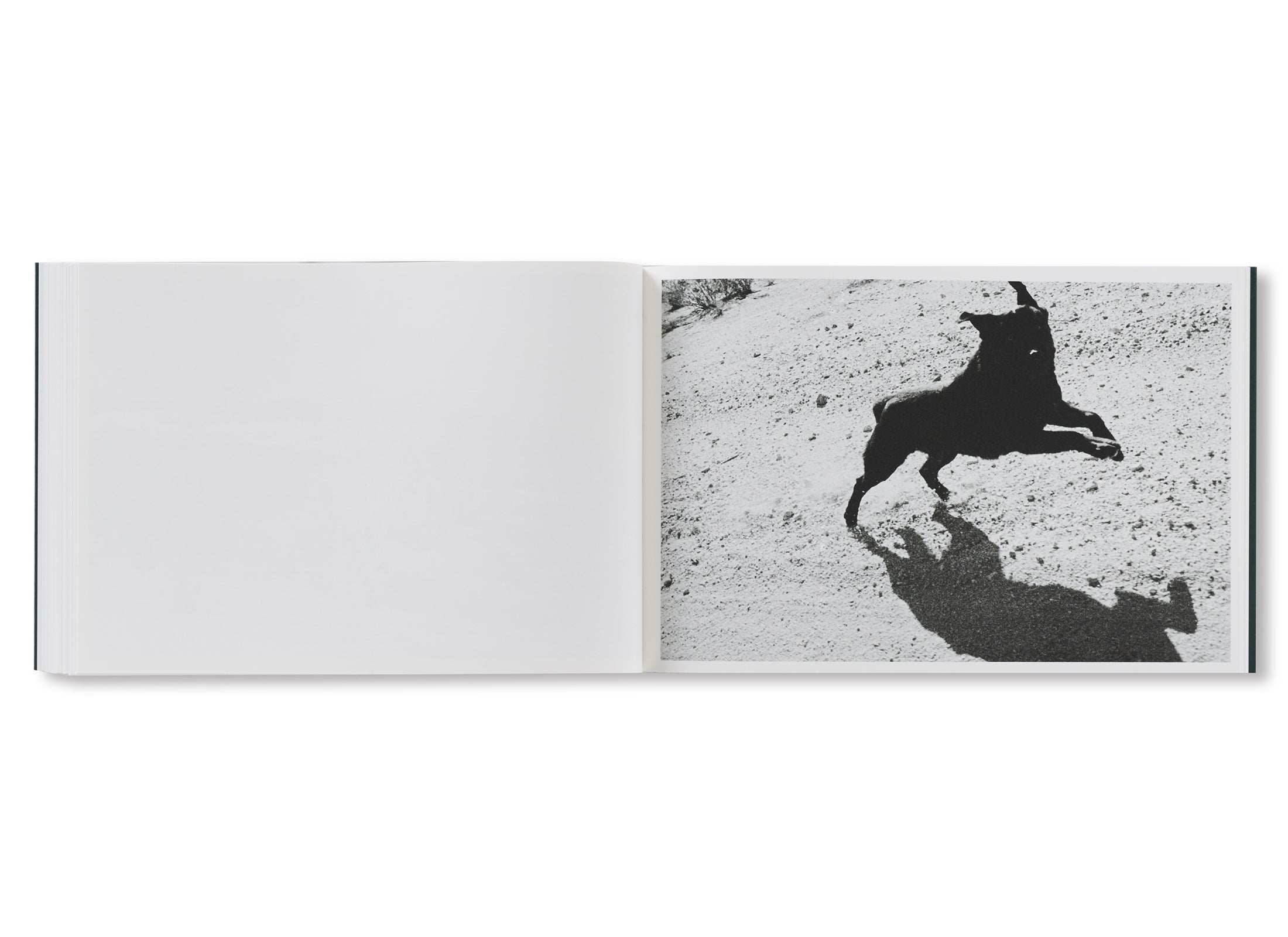 PICTURES FROM MOVING CARS by Joel Meyerowitz, Daido Moriyama, John Divola