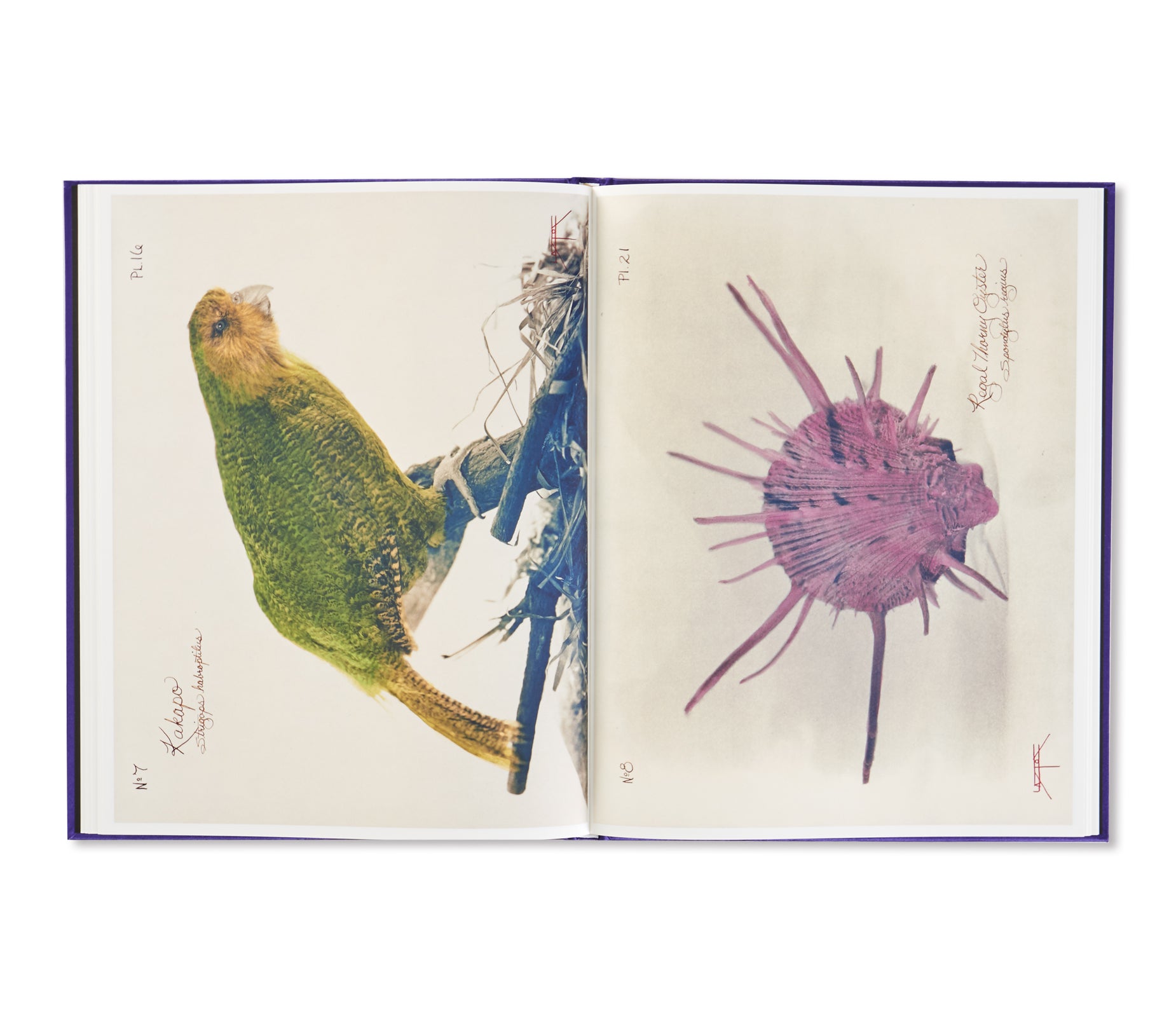 PICTORIAL ZOOLOGY by Laszlo Layton