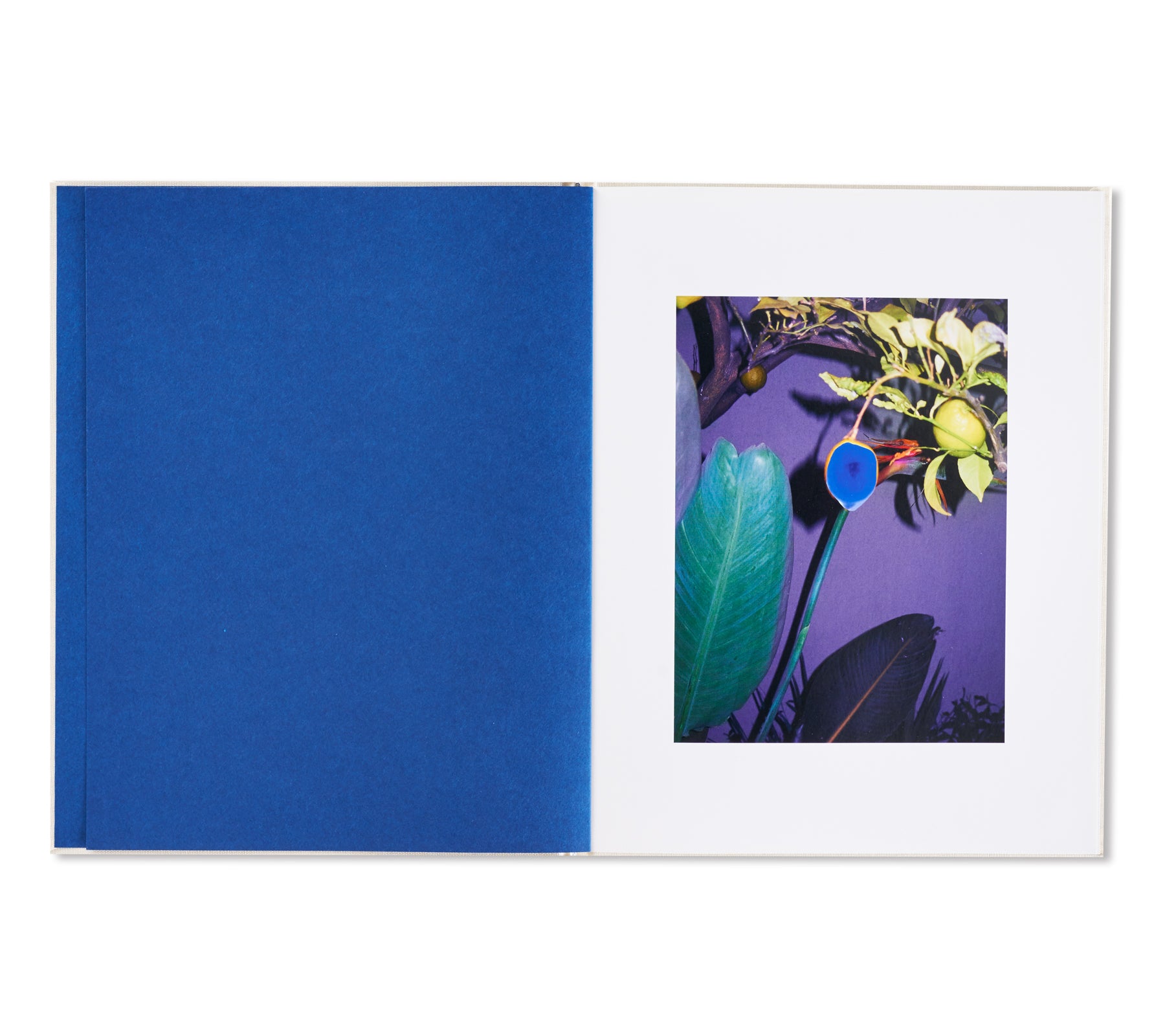 SUBSCRIPTION SERIES #6 by Guido Guidi, Jason Fulford, Gregory Halpern, Viviane Sassen